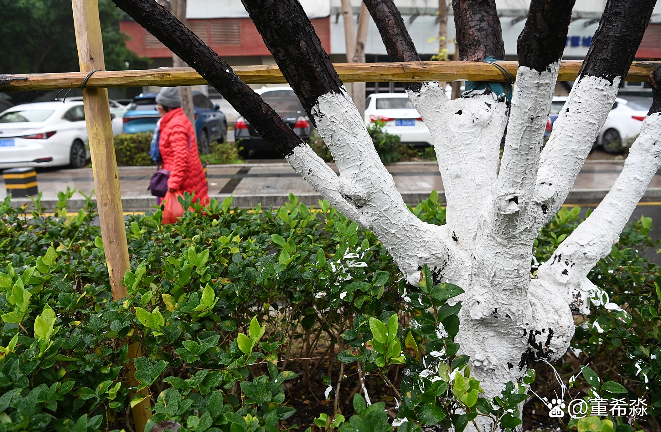 树为什么刷白漆只刷一半为什么在线 树为什么刷白漆只刷一半为什么在线