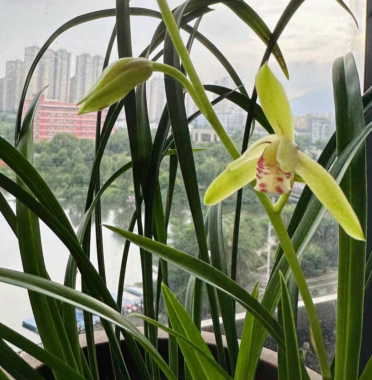 绿叶兮素枝,芳菲菲兮袭予.  ——芳馨不过野兰香!