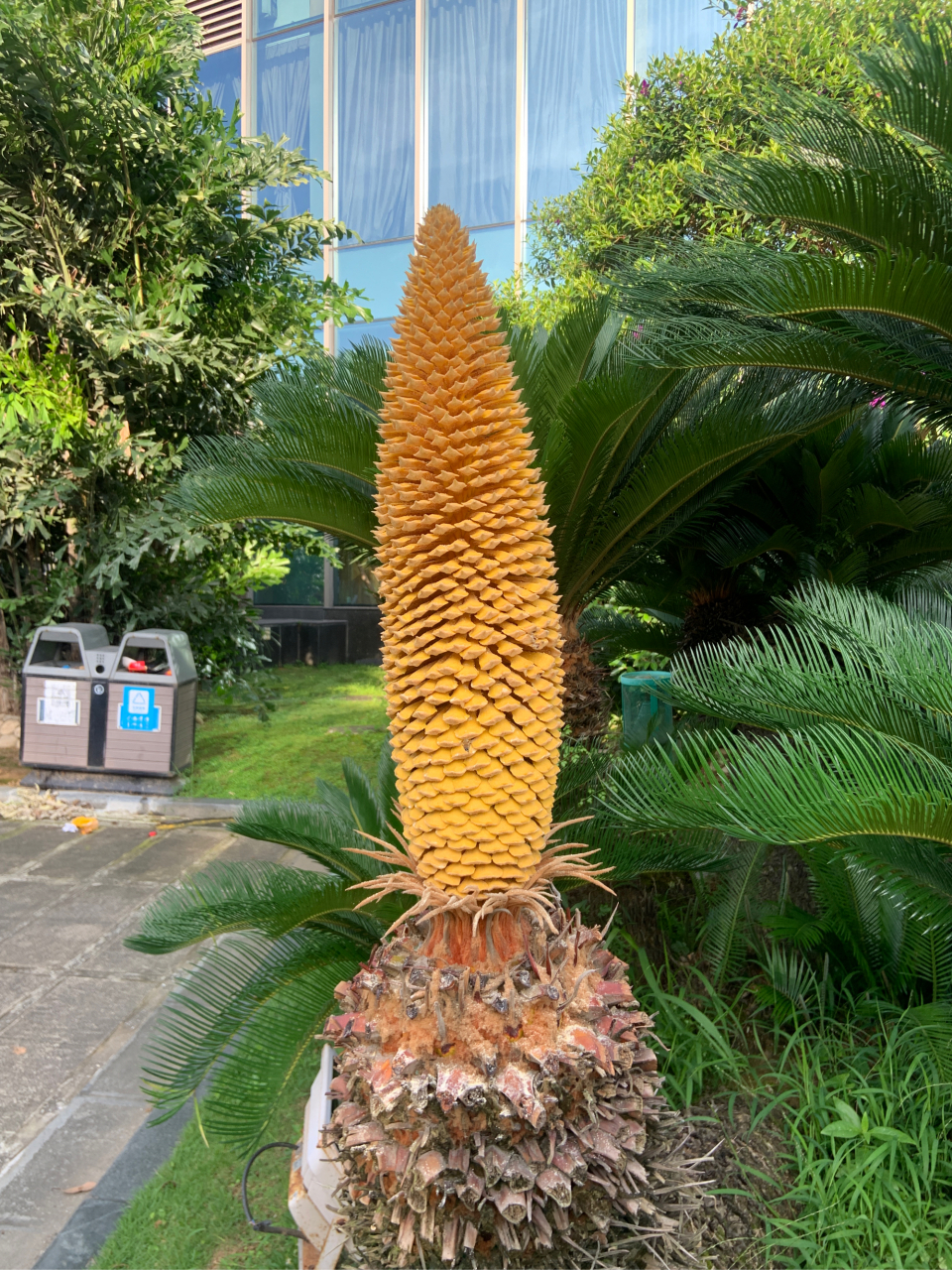 俗话说"铁树开花,百年一遇",其实铁树通常每隔10-20年开一次花,花期为