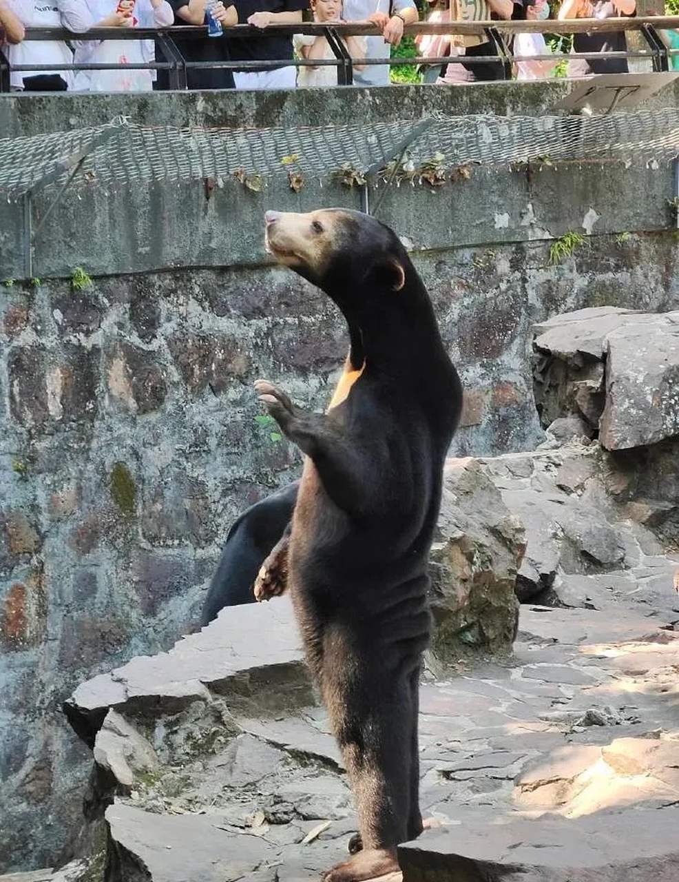 杭州动物园"人里人气"的马来熊安吉拉被外网各大媒体报道后,迅速成为