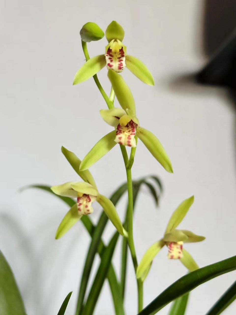 绿叶兮素枝,芳菲菲兮袭予.  ——芳馨不过野兰香!