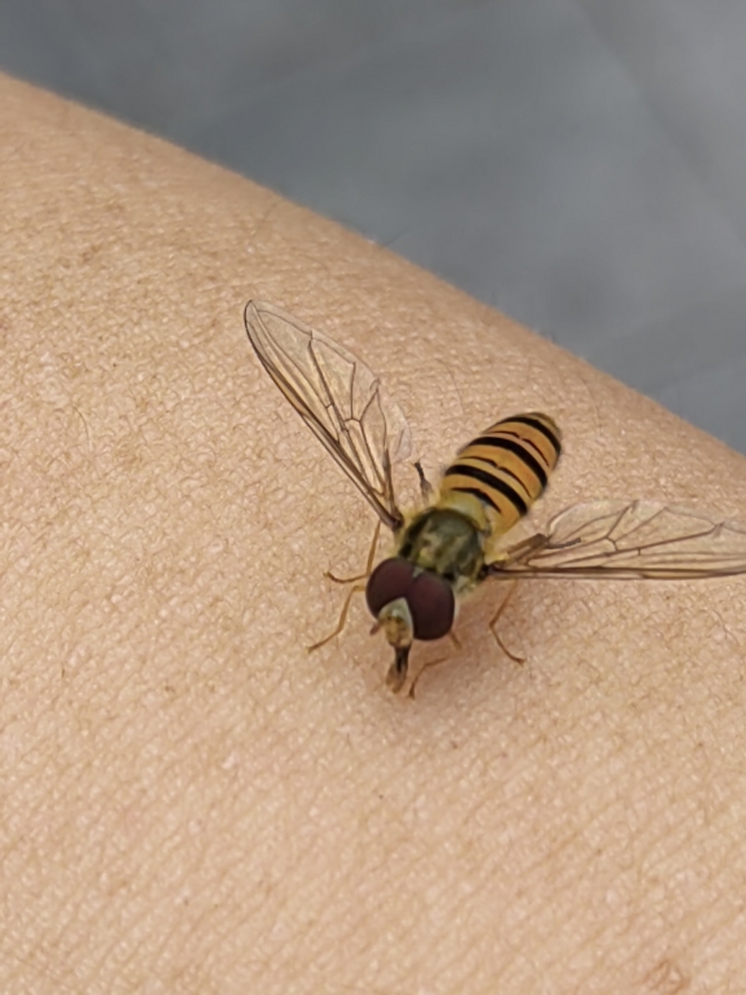 这小家伙是一只苍蝇样的蜜蜂还是蜜蜂似的苍蝇停在手臂上,跑道前的