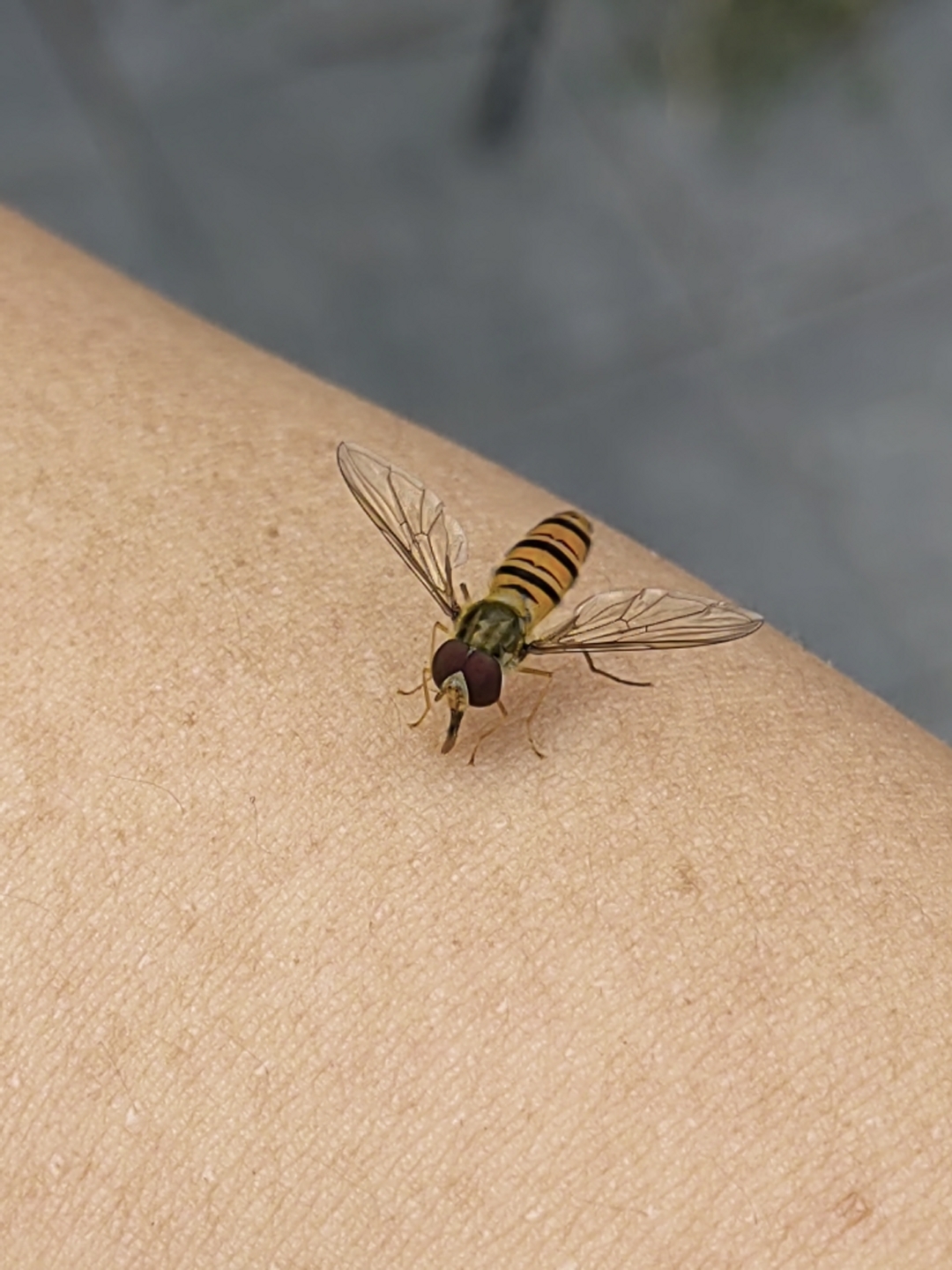 这小家伙是一只苍蝇样的蜜蜂还是蜜蜂似的苍蝇停在手臂上,跑道前的