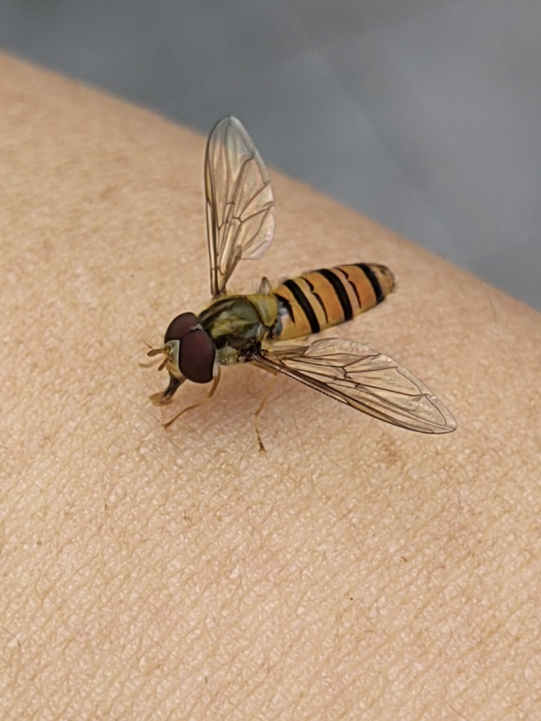 这小家伙是一只苍蝇样的蜜蜂还是蜜蜂似的苍蝇停在手臂上,跑道前的