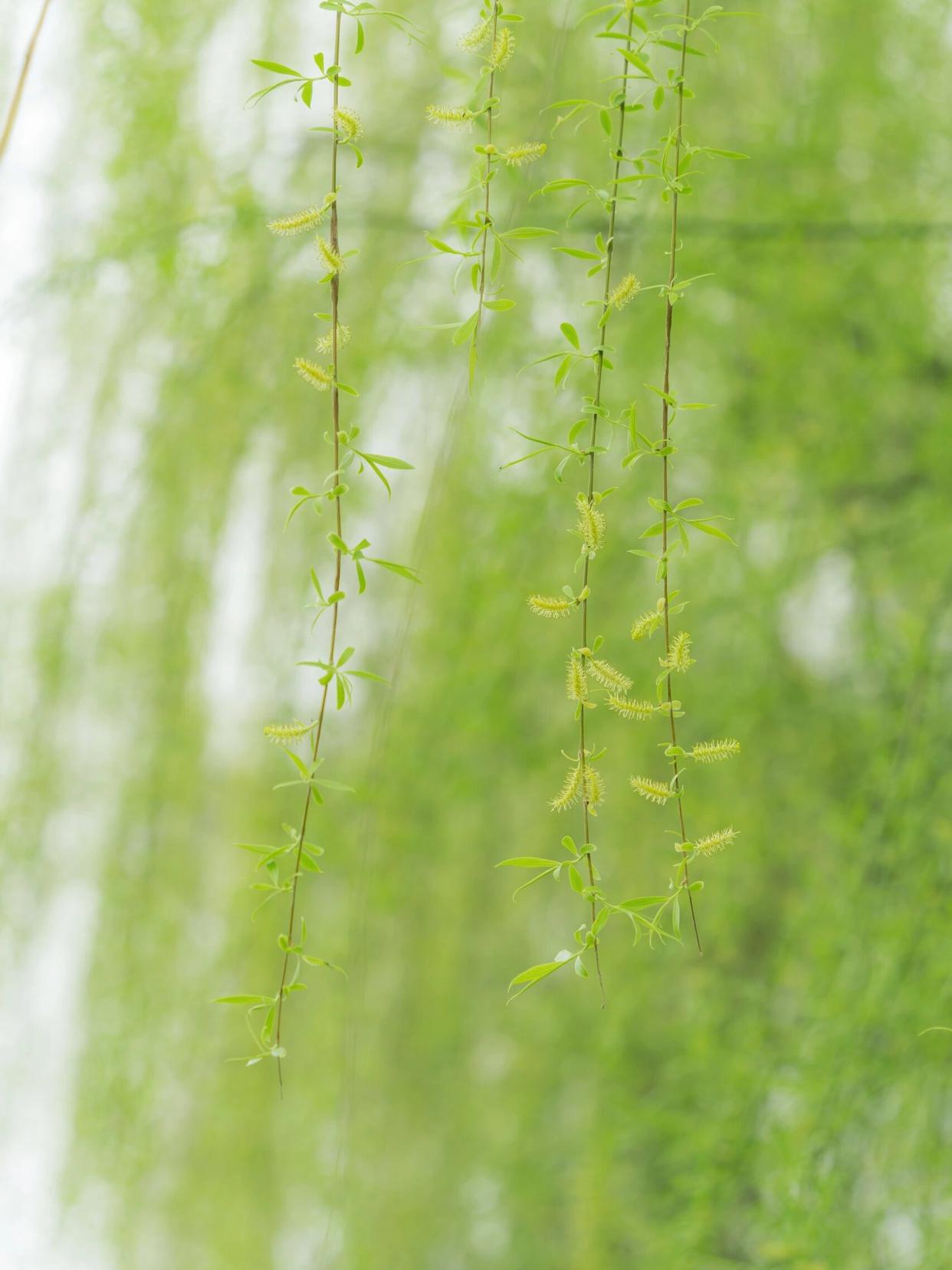 那一片片细长的柳叶在阳光下清晰可见,宛如大自然精心雕刻的玉片.