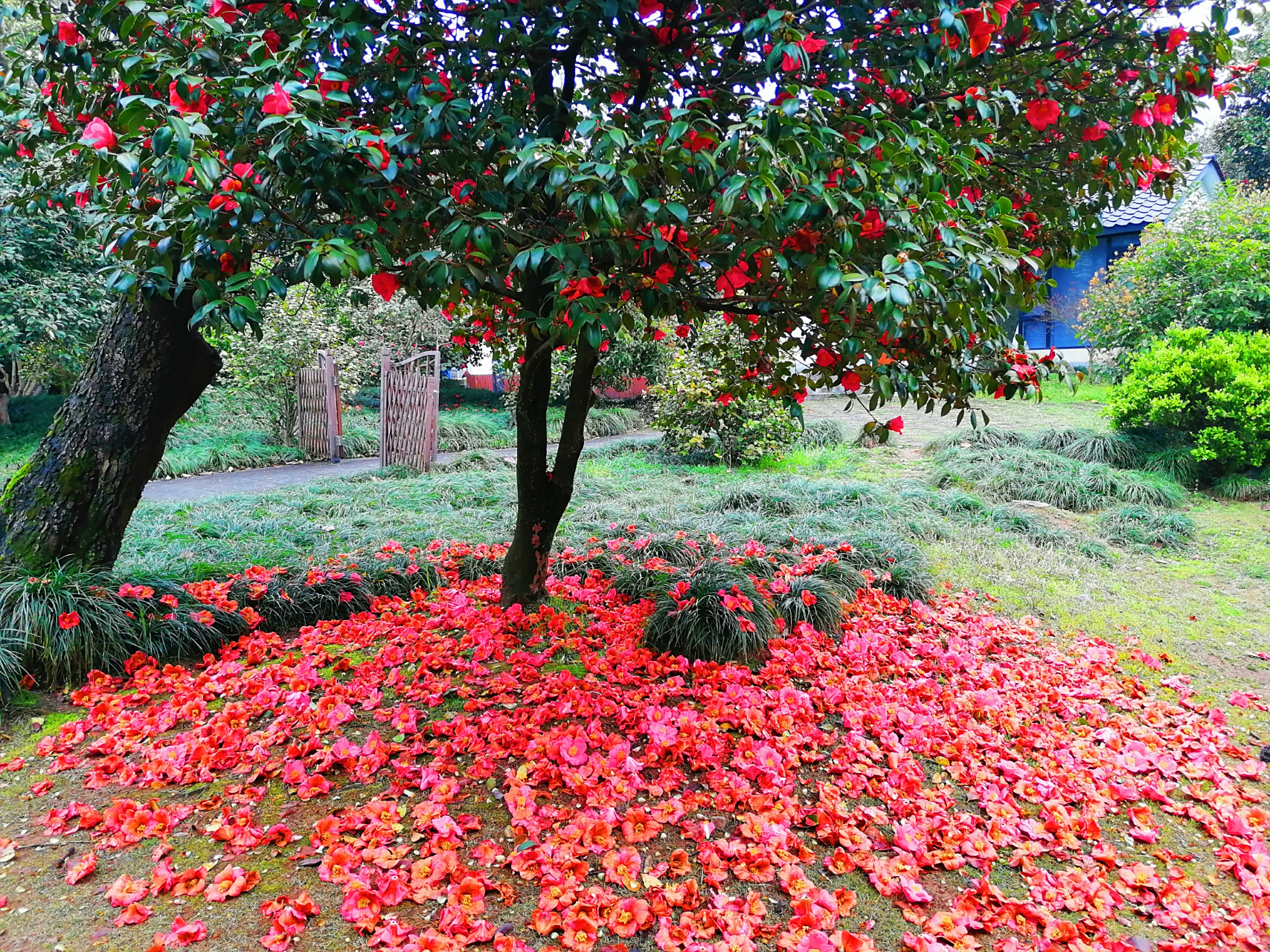 落红不是无情物,化作春泥更护花