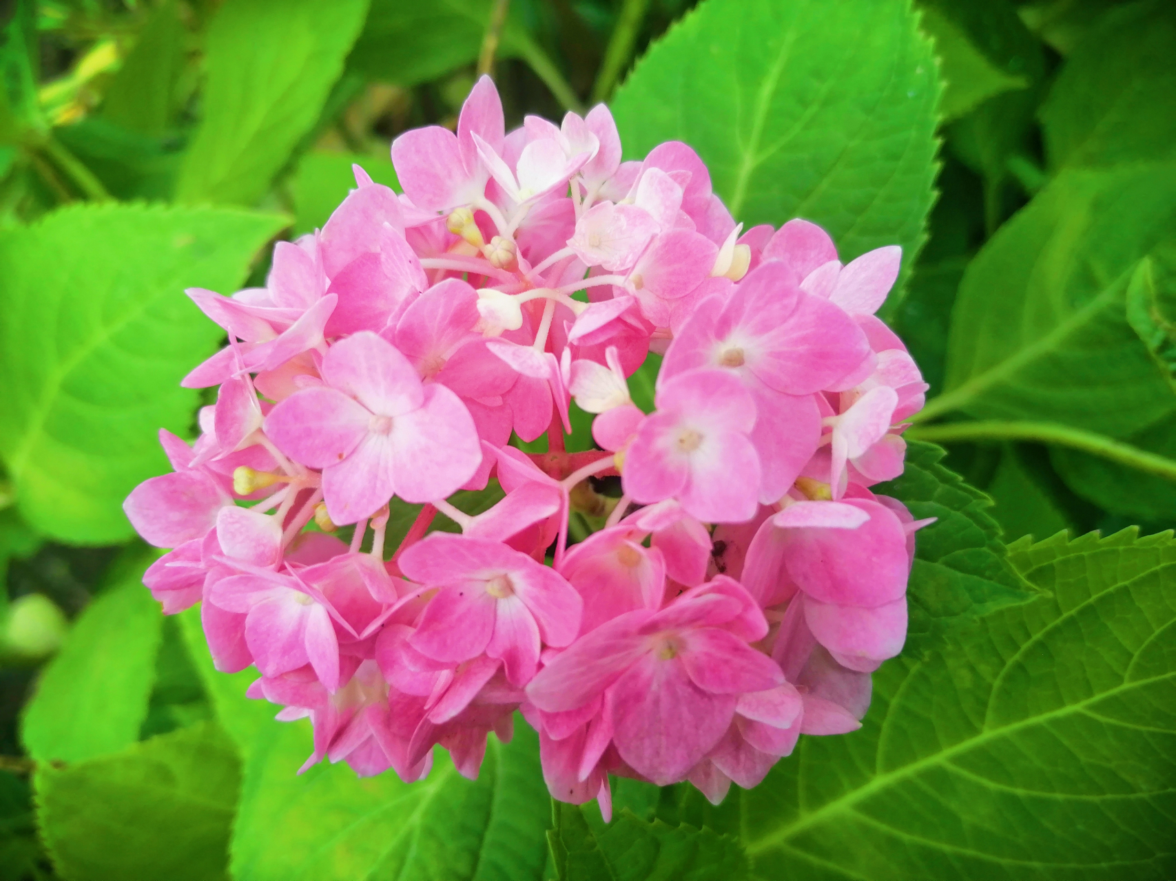 绚丽多彩的草本绣球花开了,预示着夏天真的快来了.