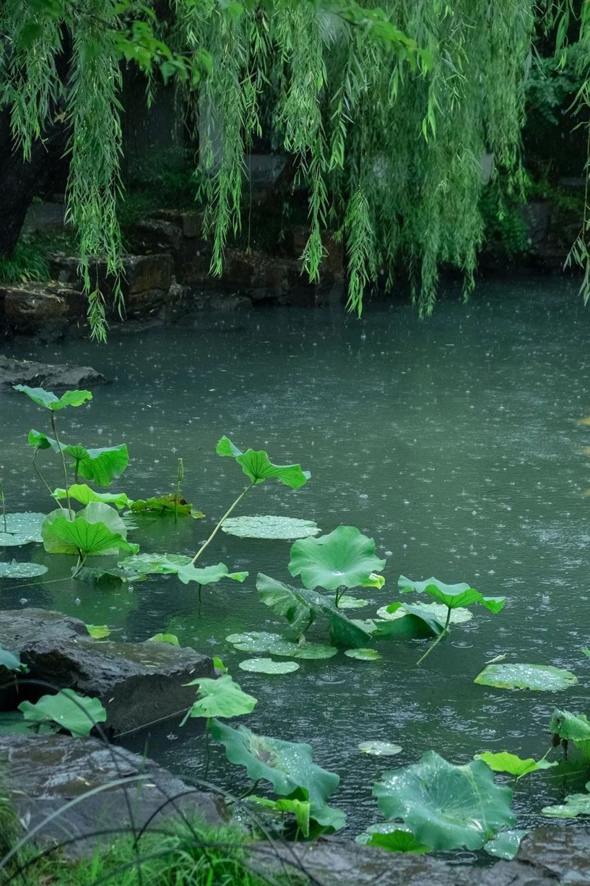 雨中河边柳图片图片