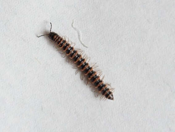 马陆虫看起来像蜈蚣,这虫子长条的,在地上爬还是有