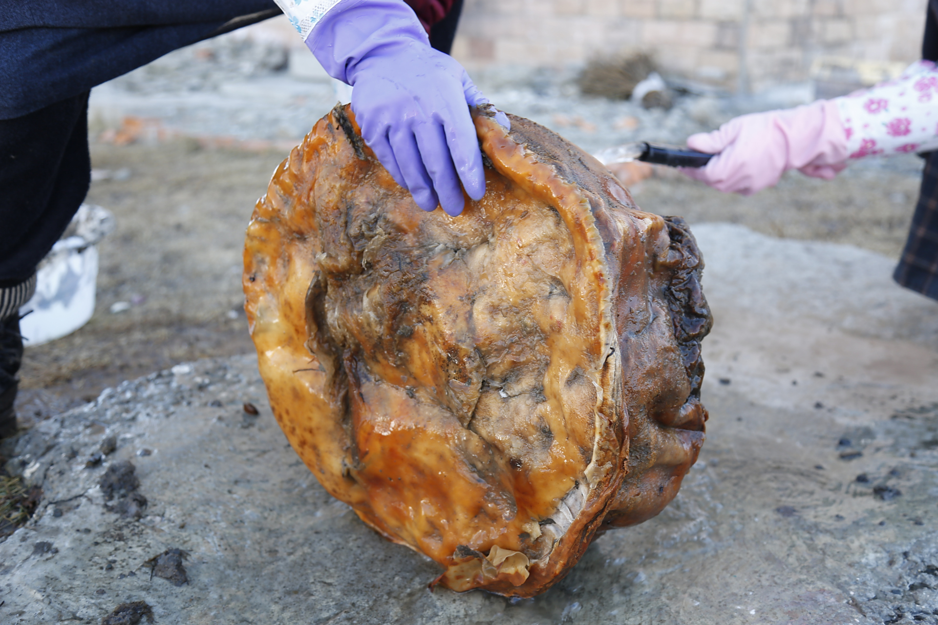 村民翻修自家院子时挖出百年难遇的"太岁"肉灵芝