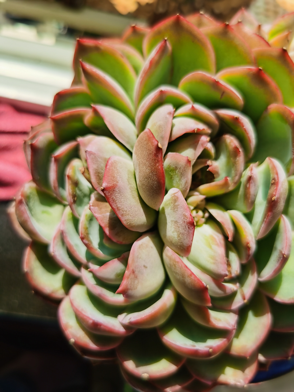 侧影多肉一头分2头,2头分4头长着长着叶心没了都是花剑,花剑掐了变成