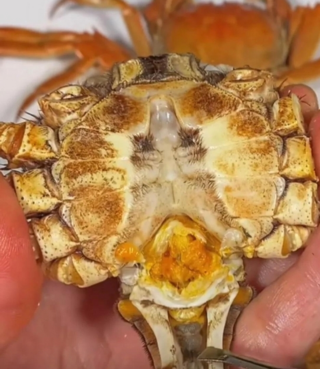 买的大闸蟹肚子这个样子的是不是不好?