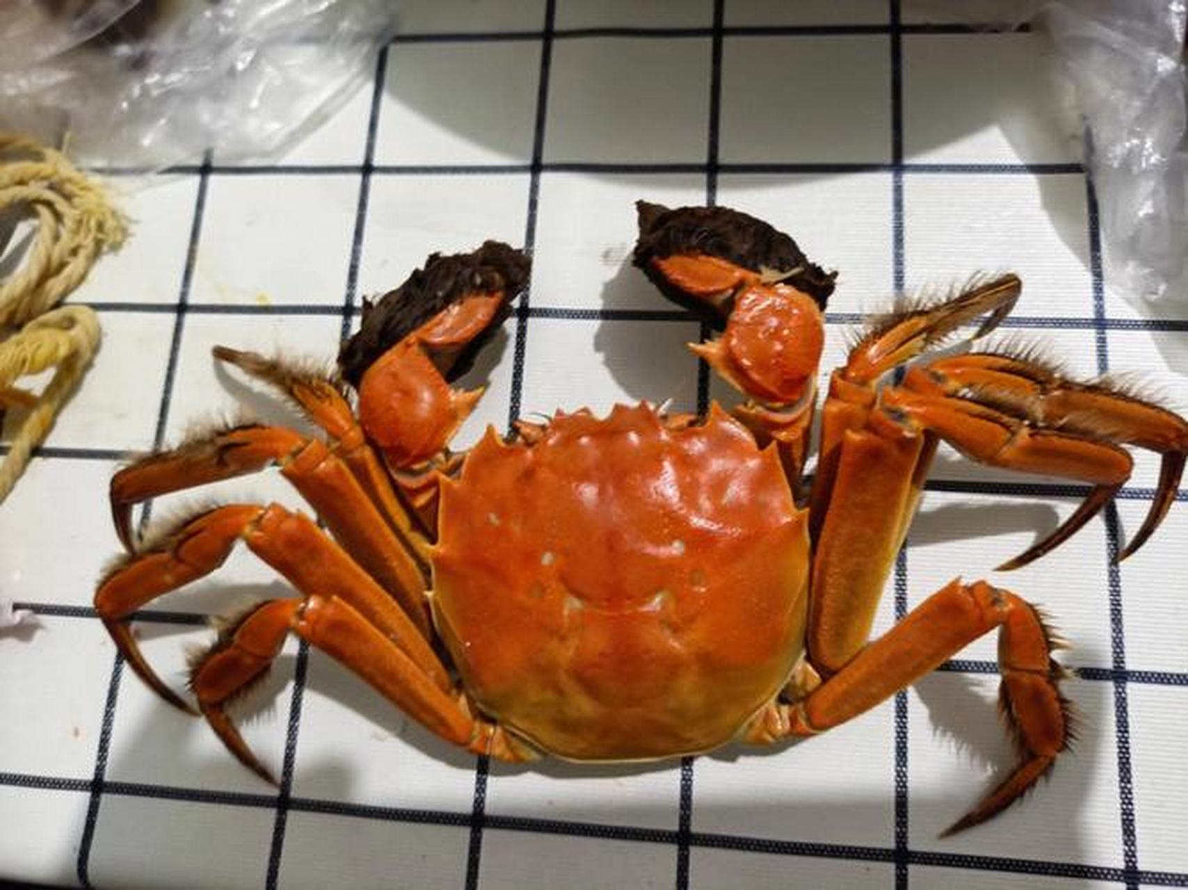 买的大闸蟹肚子这个样子的是不是不好?