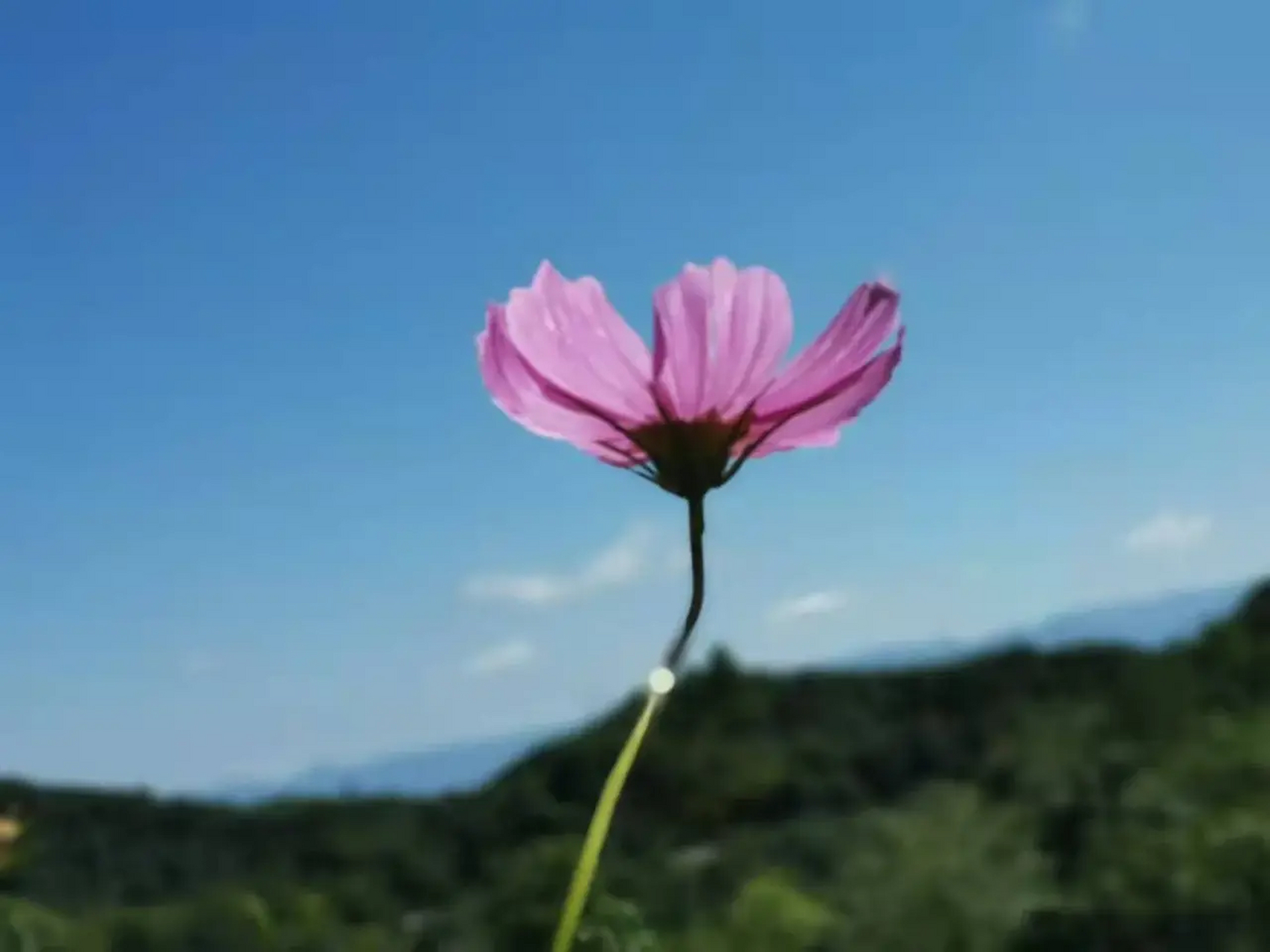 時光清淺處 一步一安然 生當如蘭 安而不