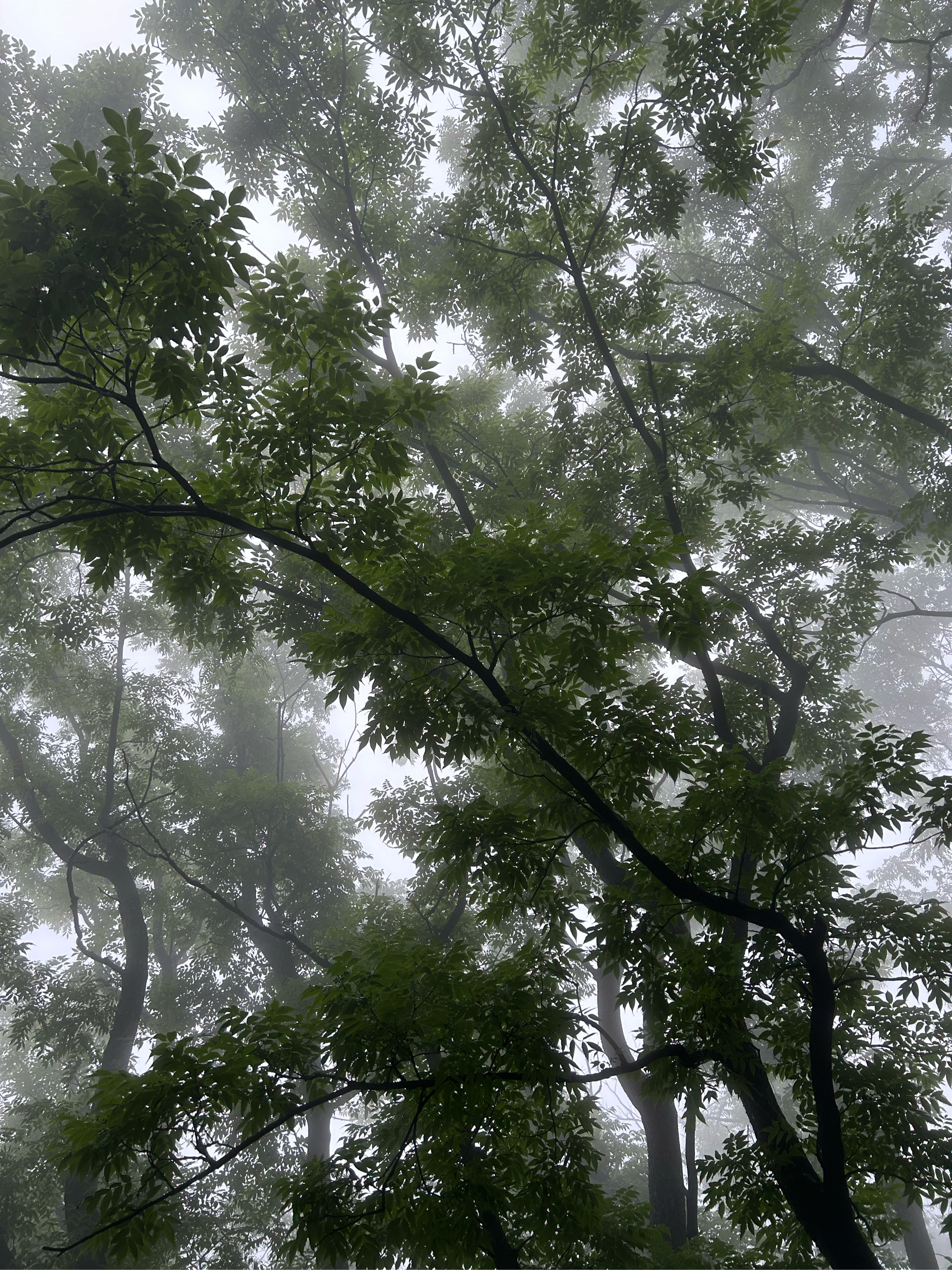 雨后的泰山 仙雾缭绕