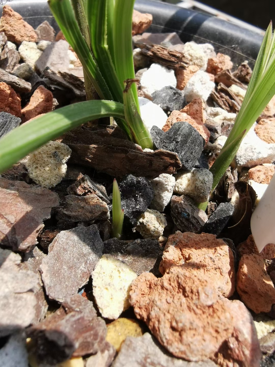 兰花在发芽季节,可以适当深埋芦头,以利于保湿,更有助于弱苗发芽.