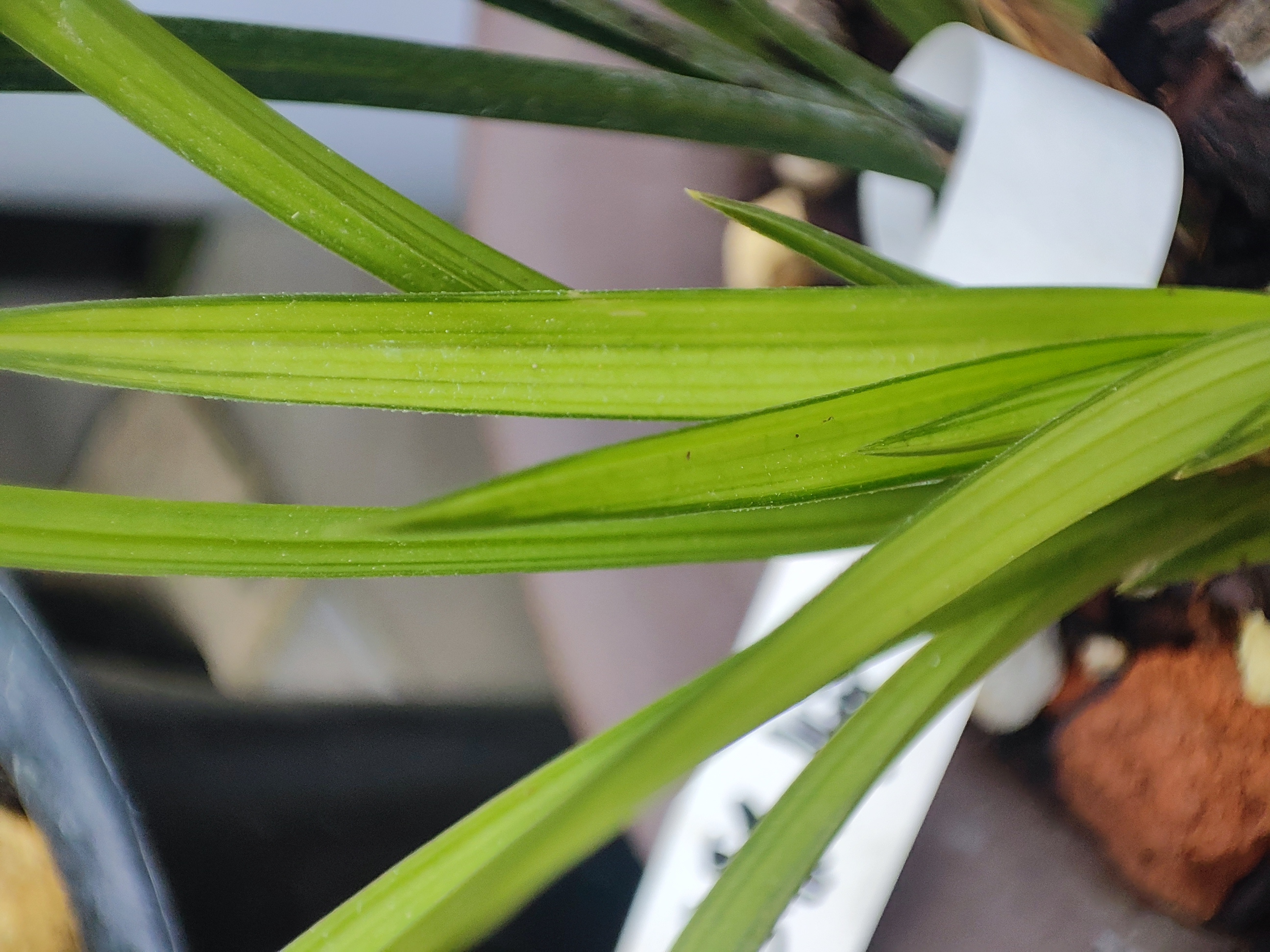 兰花在发芽季节,可以适当深埋芦头,以利于保湿,更有助于弱苗发芽.