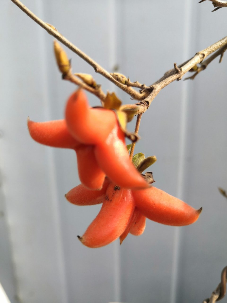 三九天老鸦柿桂花果果子还是这么好#柿子