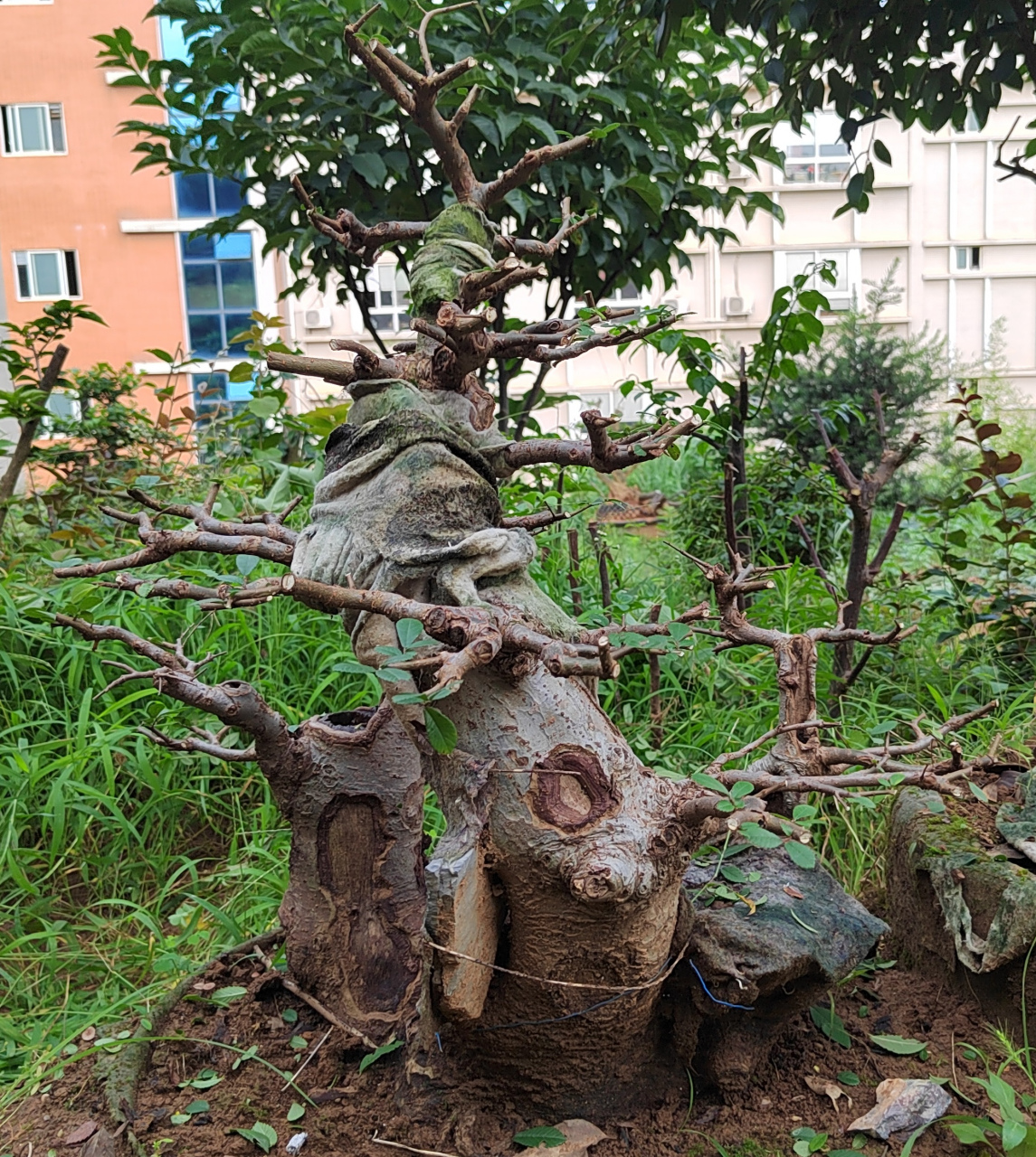 野生大叶榆树盆景图片