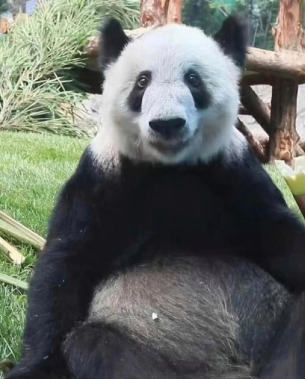 大熊猫娅仔图片