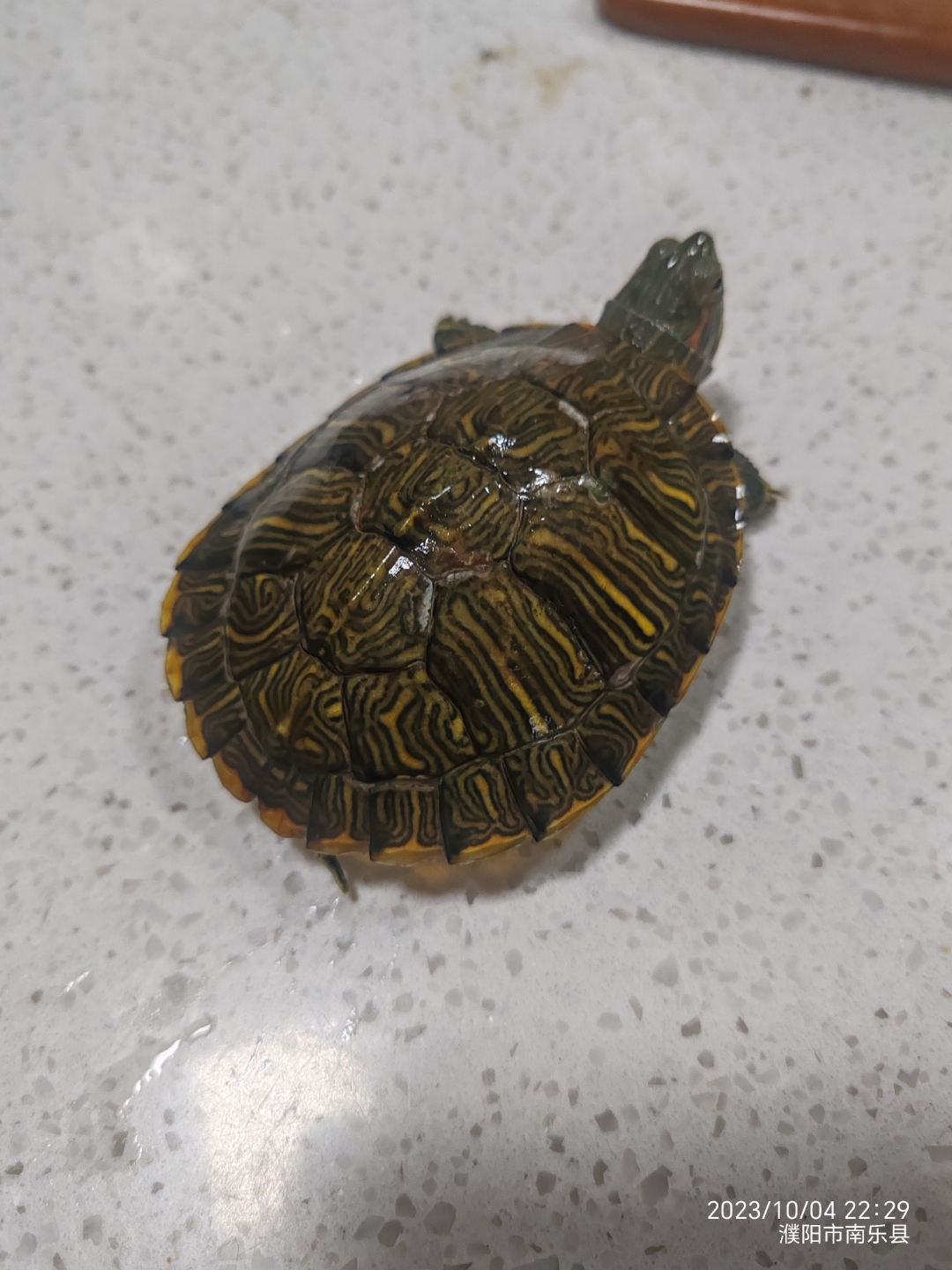 我的巴西龟怎么是这种花纹的呢?求告知[作揖][作揖]