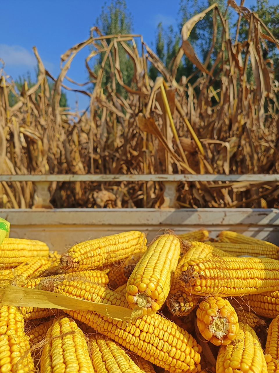 那天去了农家的玉米地收获,阳光下金黄的玉米粒格外耀眼.