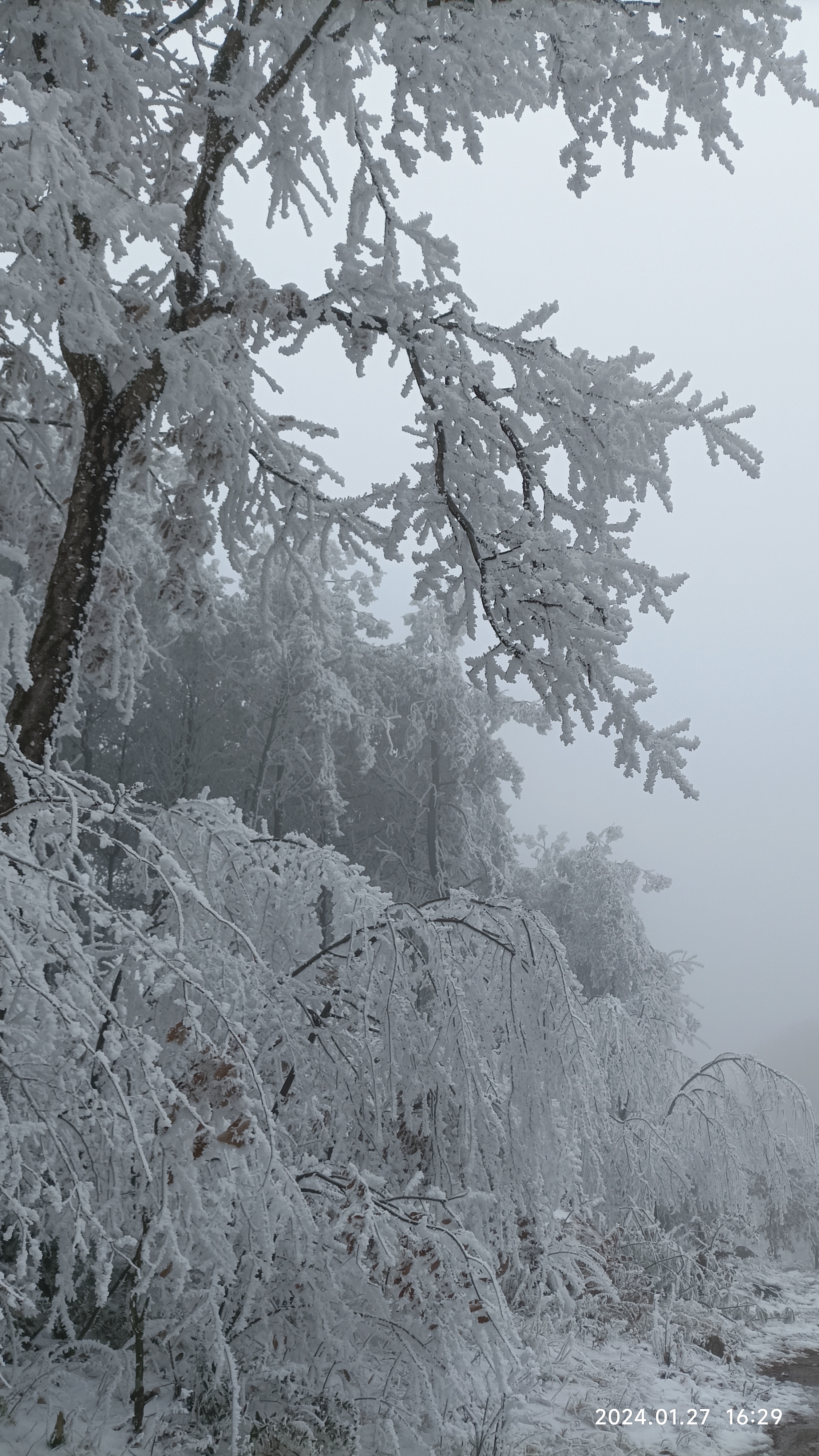 雪花在阳光的照耀下闪闪发光,与树林的静谧相映成趣.