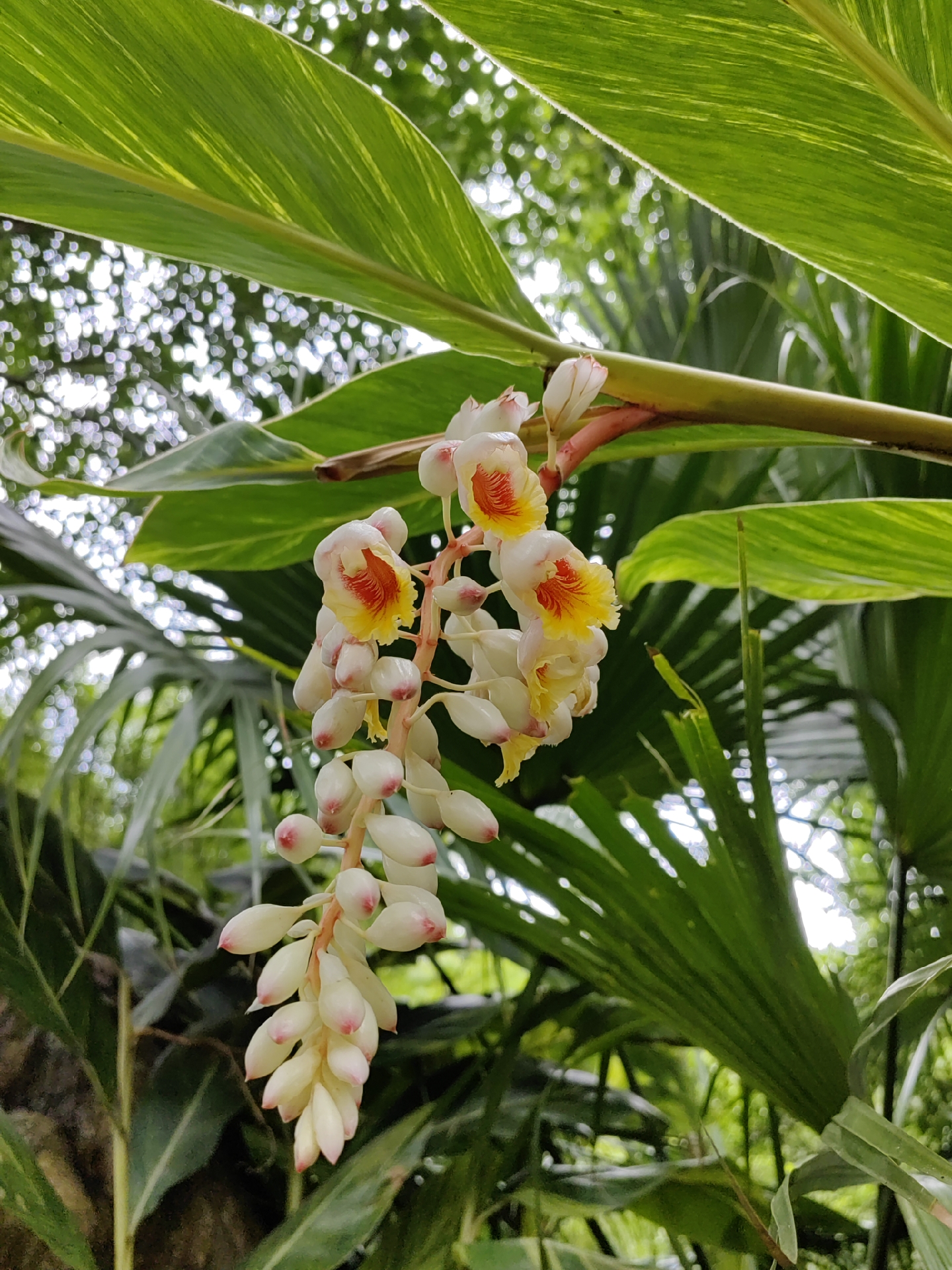 艳山姜花图片