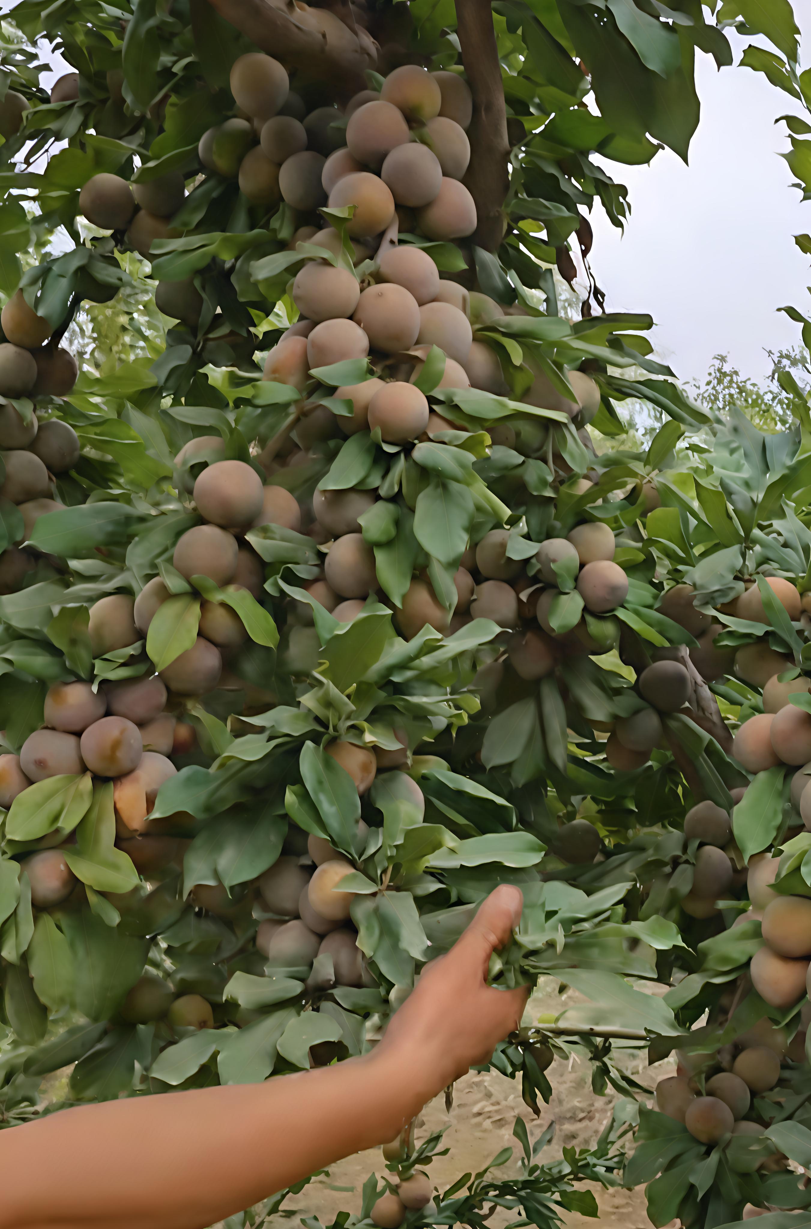 杏李新品种澳洲蜥蜴蛋李子,今年嫁接了大概15万棵