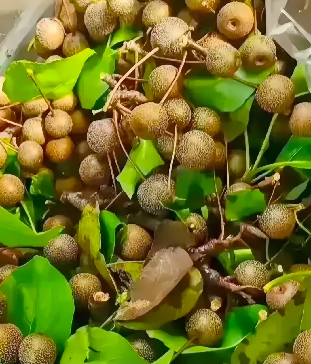 有吃过这种果子的吗?这是广西那边才有的一种.