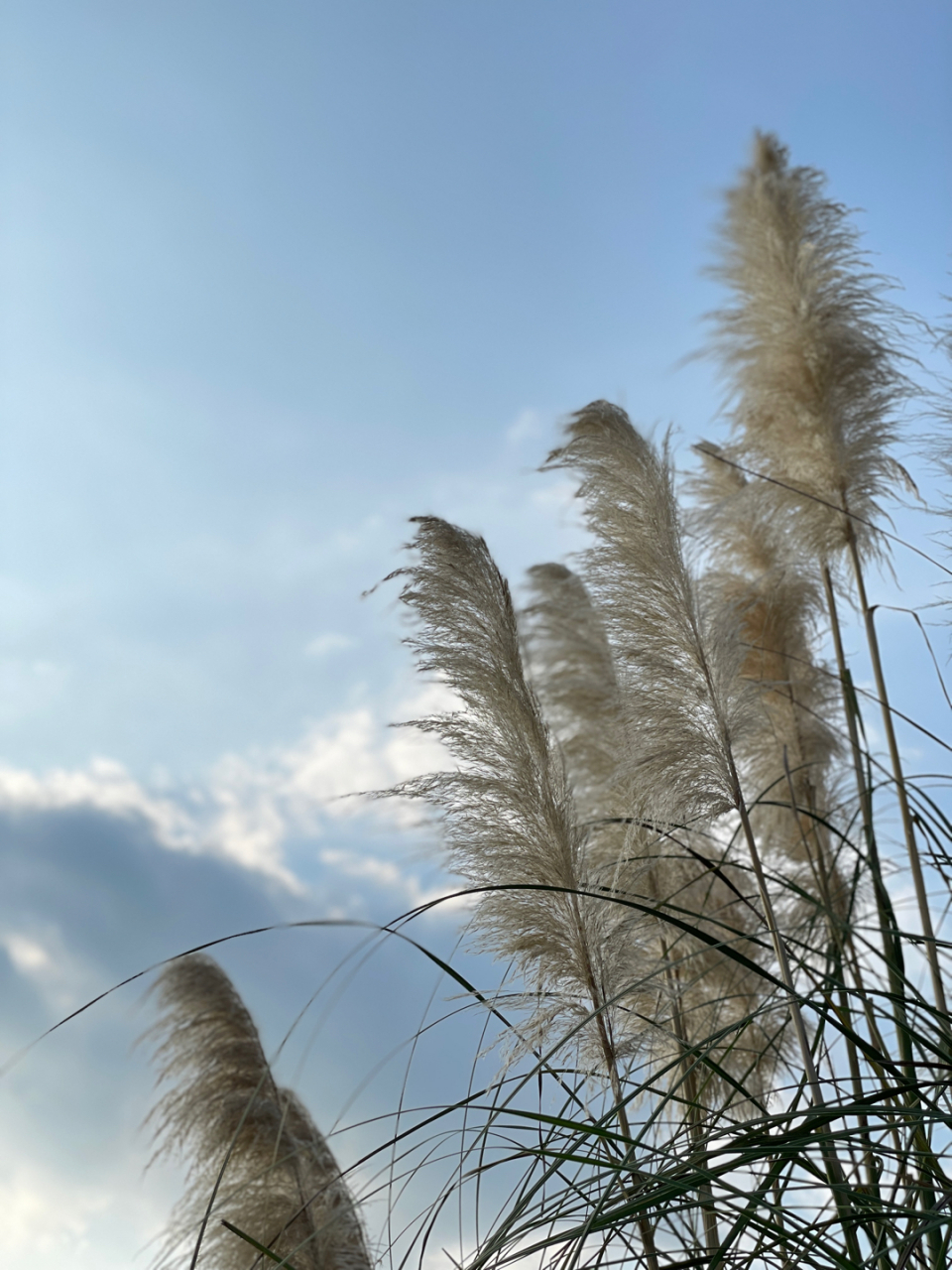 冬日的芦花真的漂亮