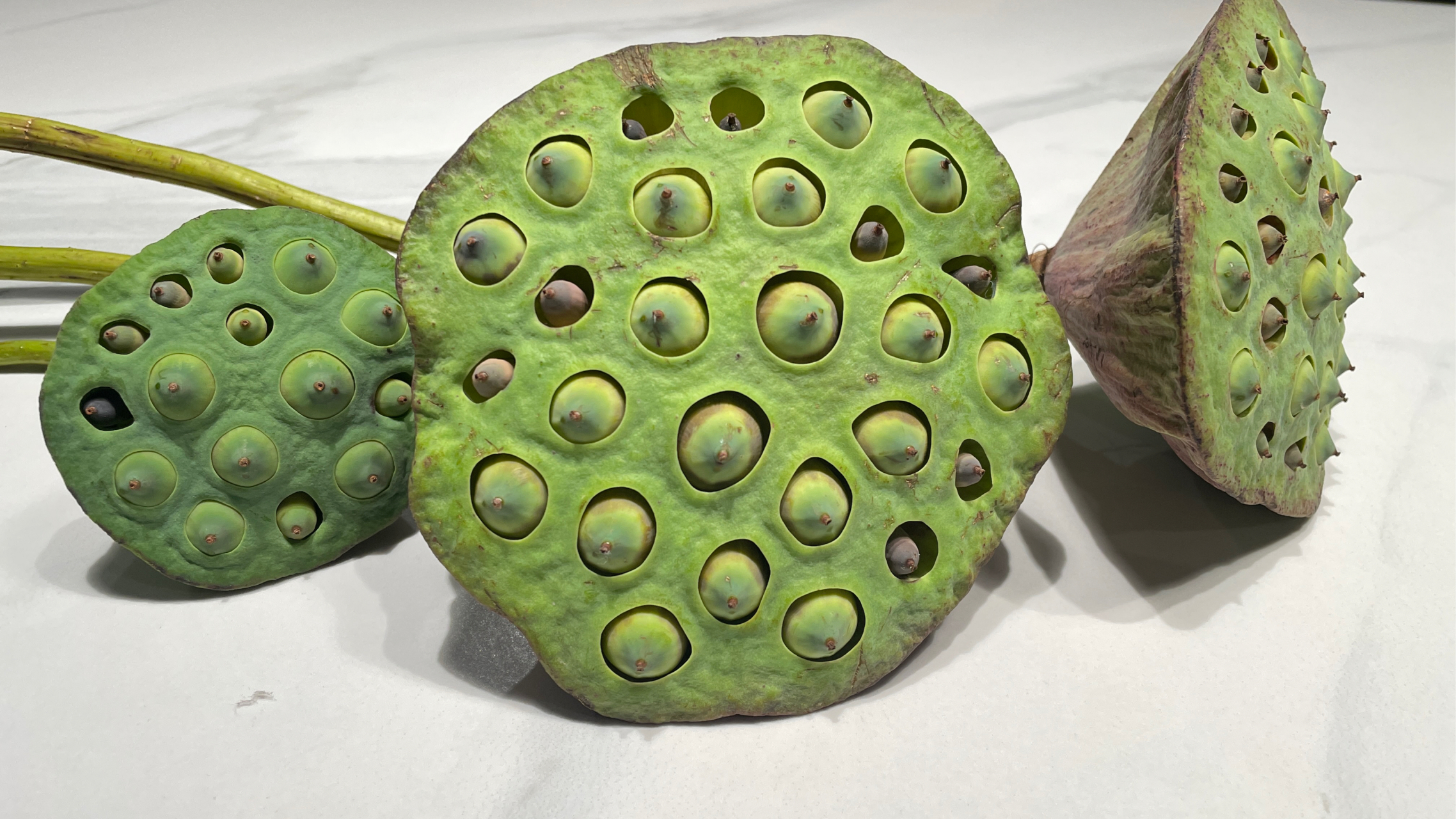 我的旅行日记# "95夏日炎炎,手握一颗莲蓬,心情也随之清爽.