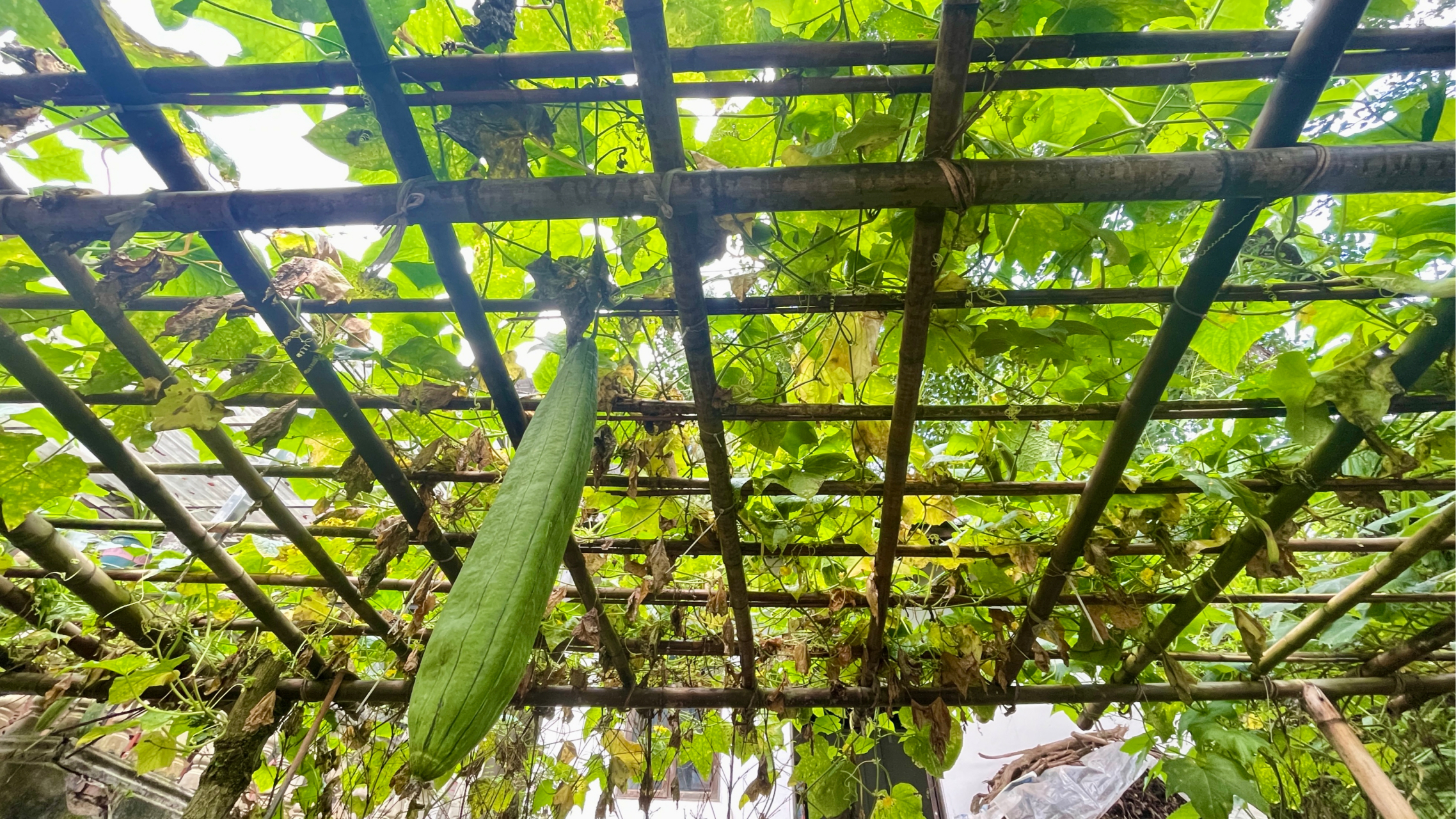 妈妈的瓜架 瓜架悠悠夏日长, 妈妈笑语绕藤旁.