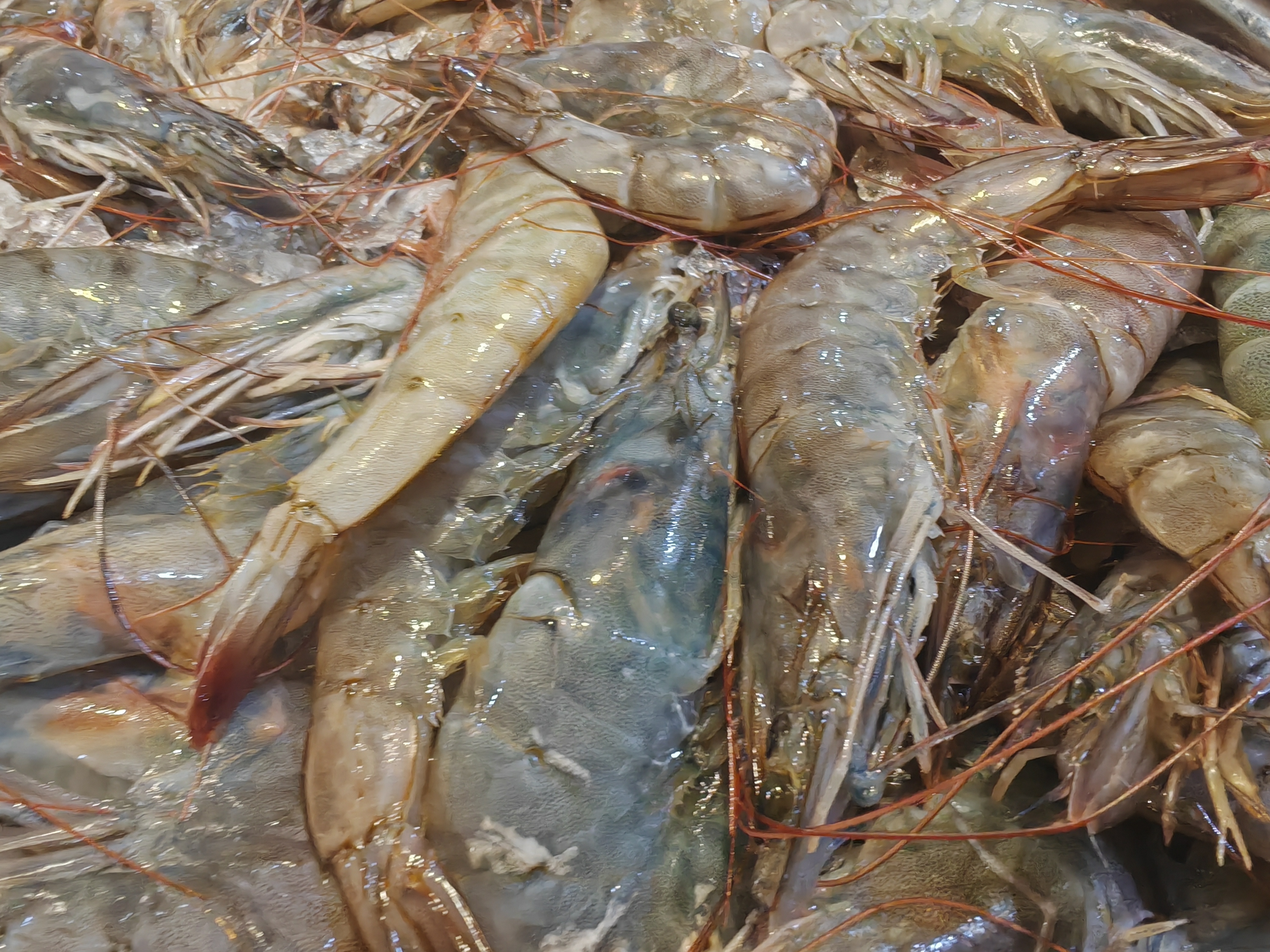 白灼还是油焖大虾?你们有什么更好的吃法吗?说来听听!在线等挺急的!