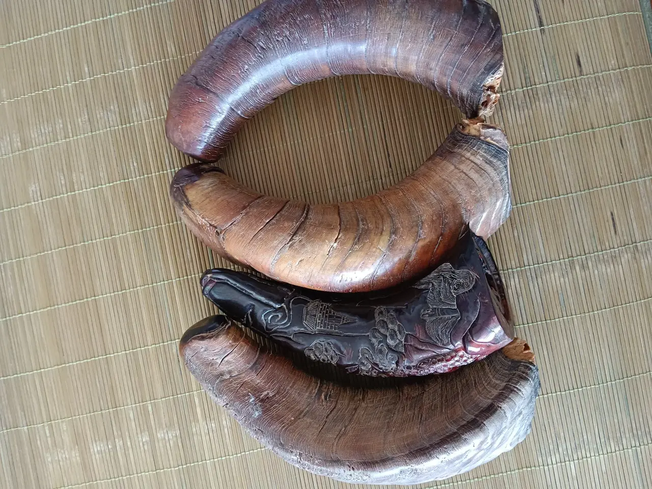 犀牛丁丁的图片犀牛角丝图片真品犀牛蹄犀牛鞭长啥样真正的犀牛角图片