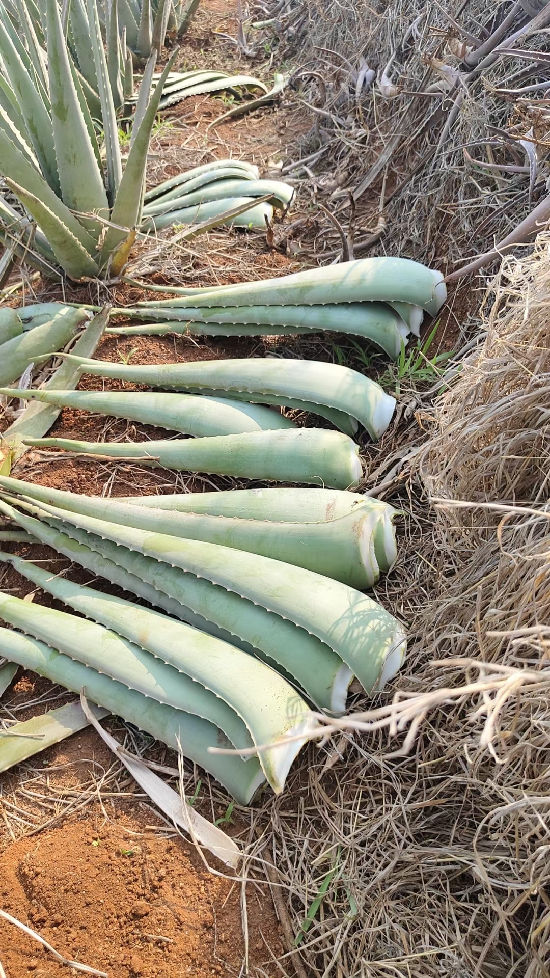 云南省元江库拉索芦荟露天种植的,批发零售.