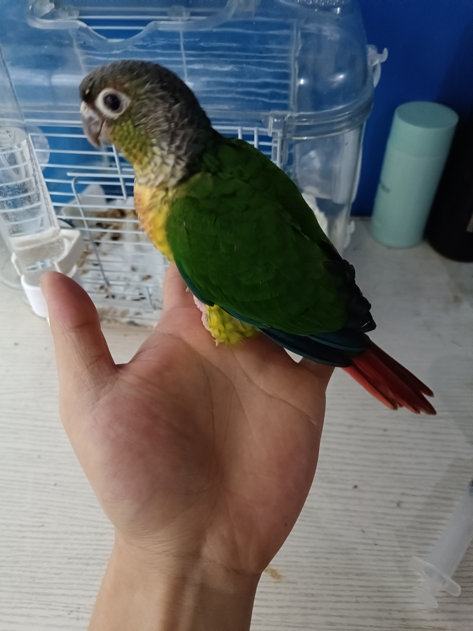 42天小太阳鹦鹉 齐毛了