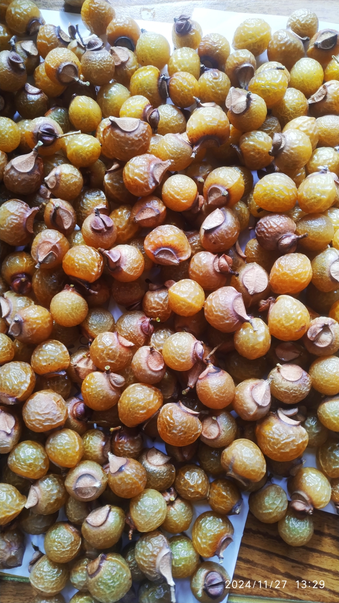 今天又捡这么多无患子,捡的有点上瘾了,每天想去捡