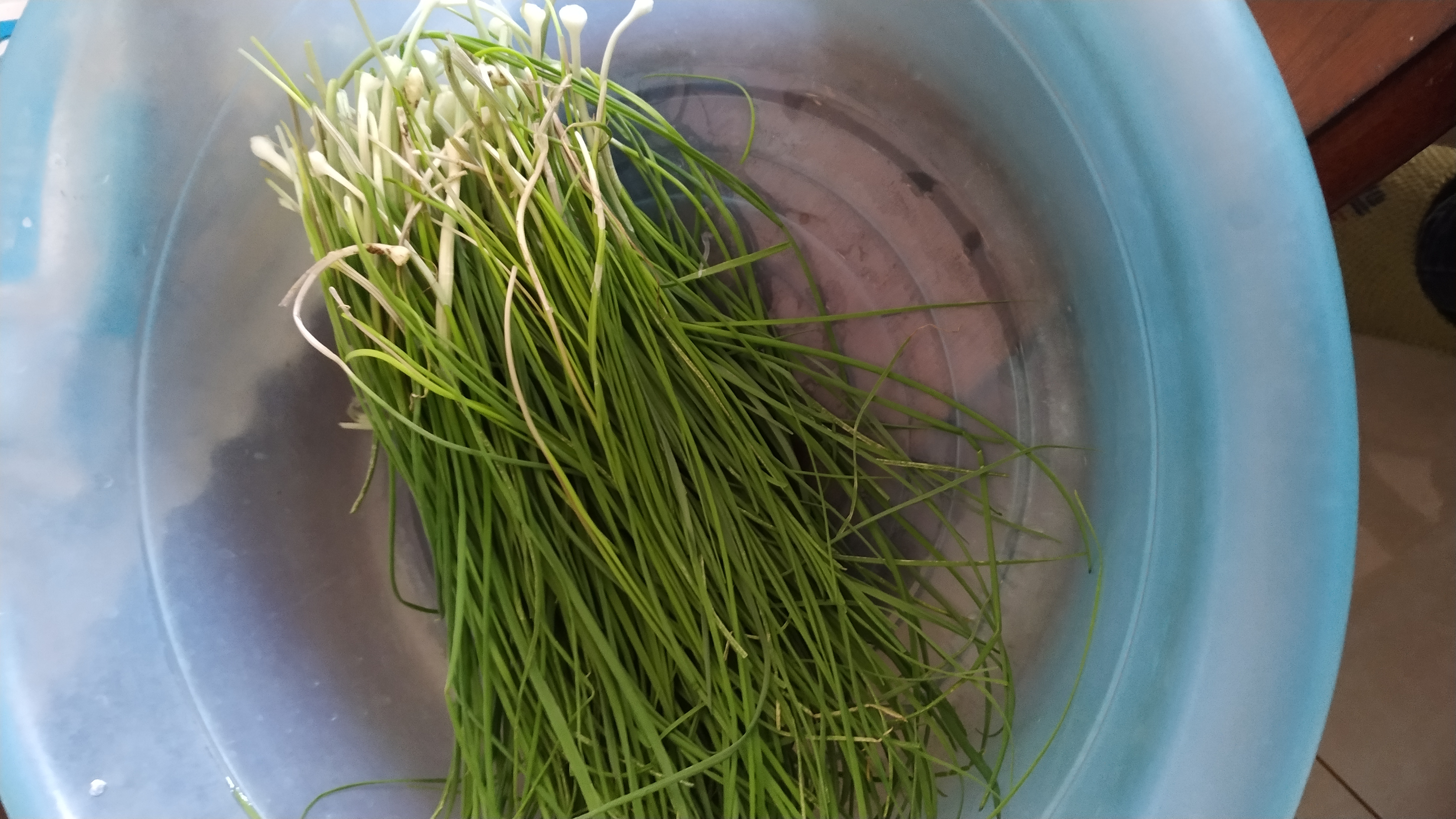 这是野葱还是野蒜呀!邻居给的,太难摘了,弄了一个小时.