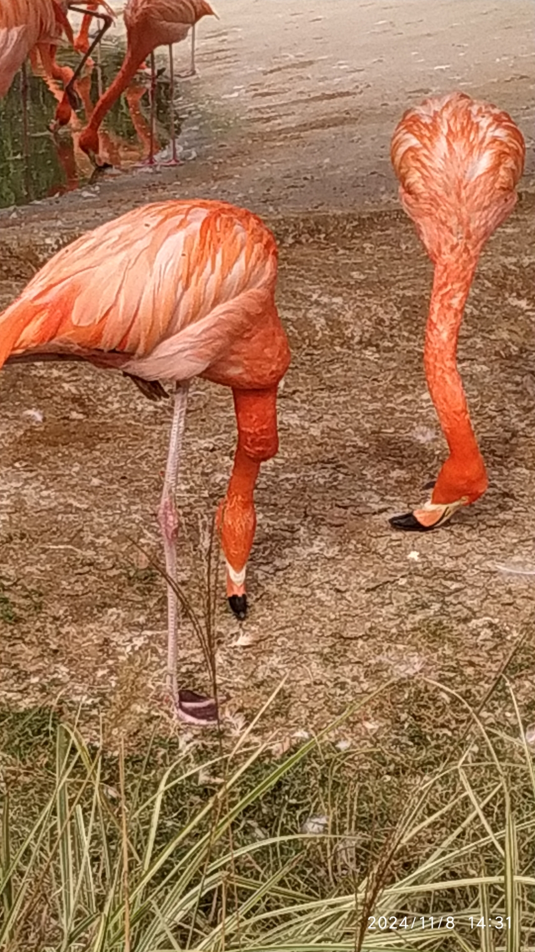 看看下面这些飞禽走兽,你都认识吗?