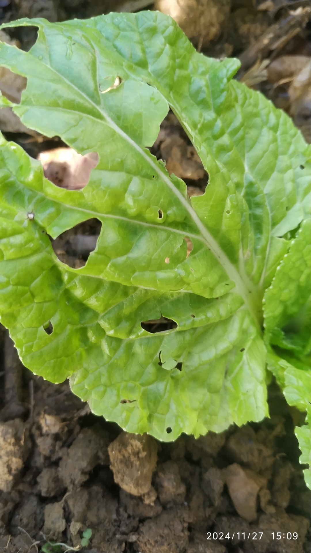 我的白菜都是虫眼,下面的大叶子撇掉,长出来的新叶还是千穿百孔
