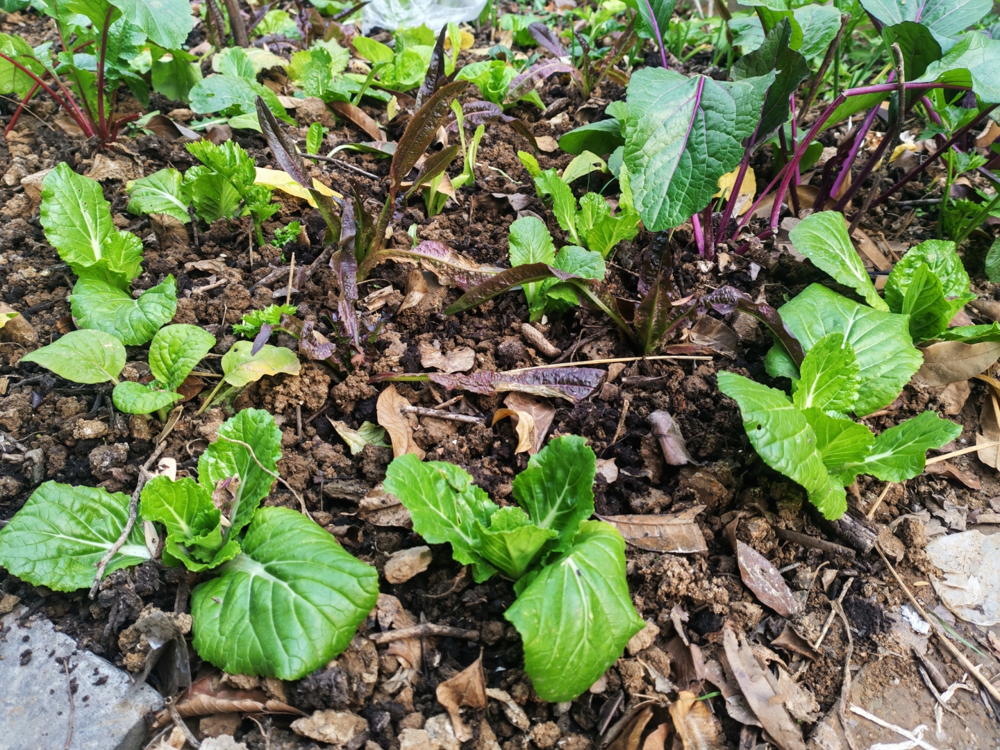 菜苔应该是竖着长,我的菜苔贴着地面长,你觉得