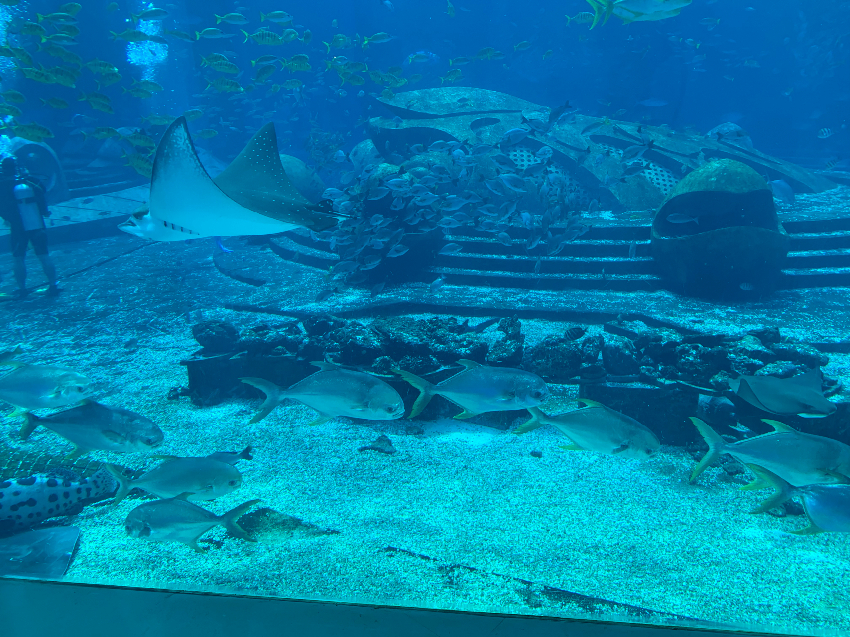 三亚亚特兰蒂斯水族馆图片