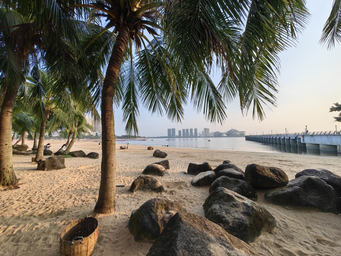 202410广东湛江 金沙湾海滩椰子树