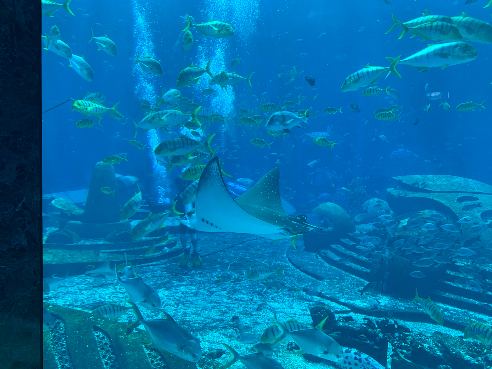 三亚亚特兰蒂斯水族馆图片