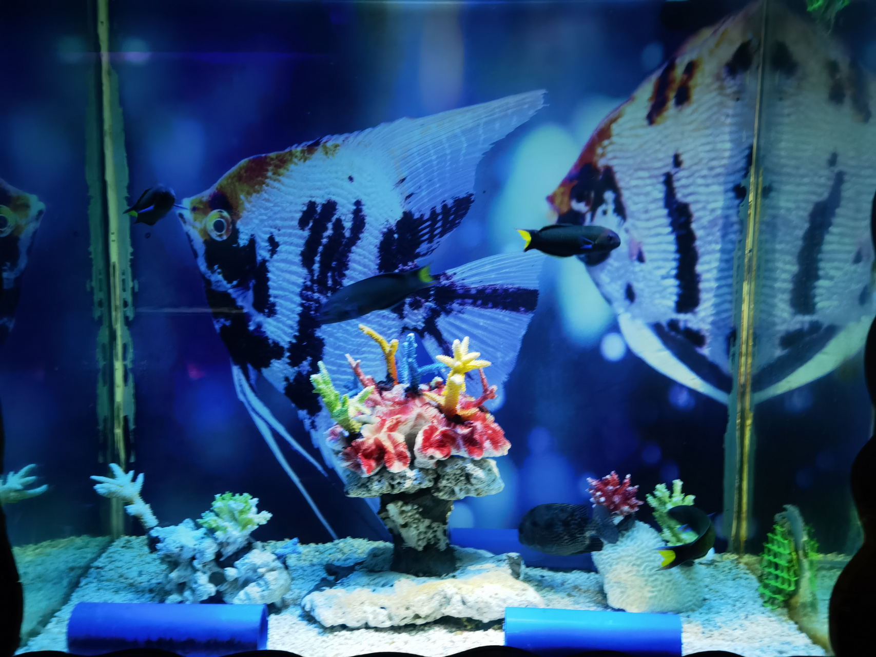 海南海口202308 观澜湖海之语海洋世界