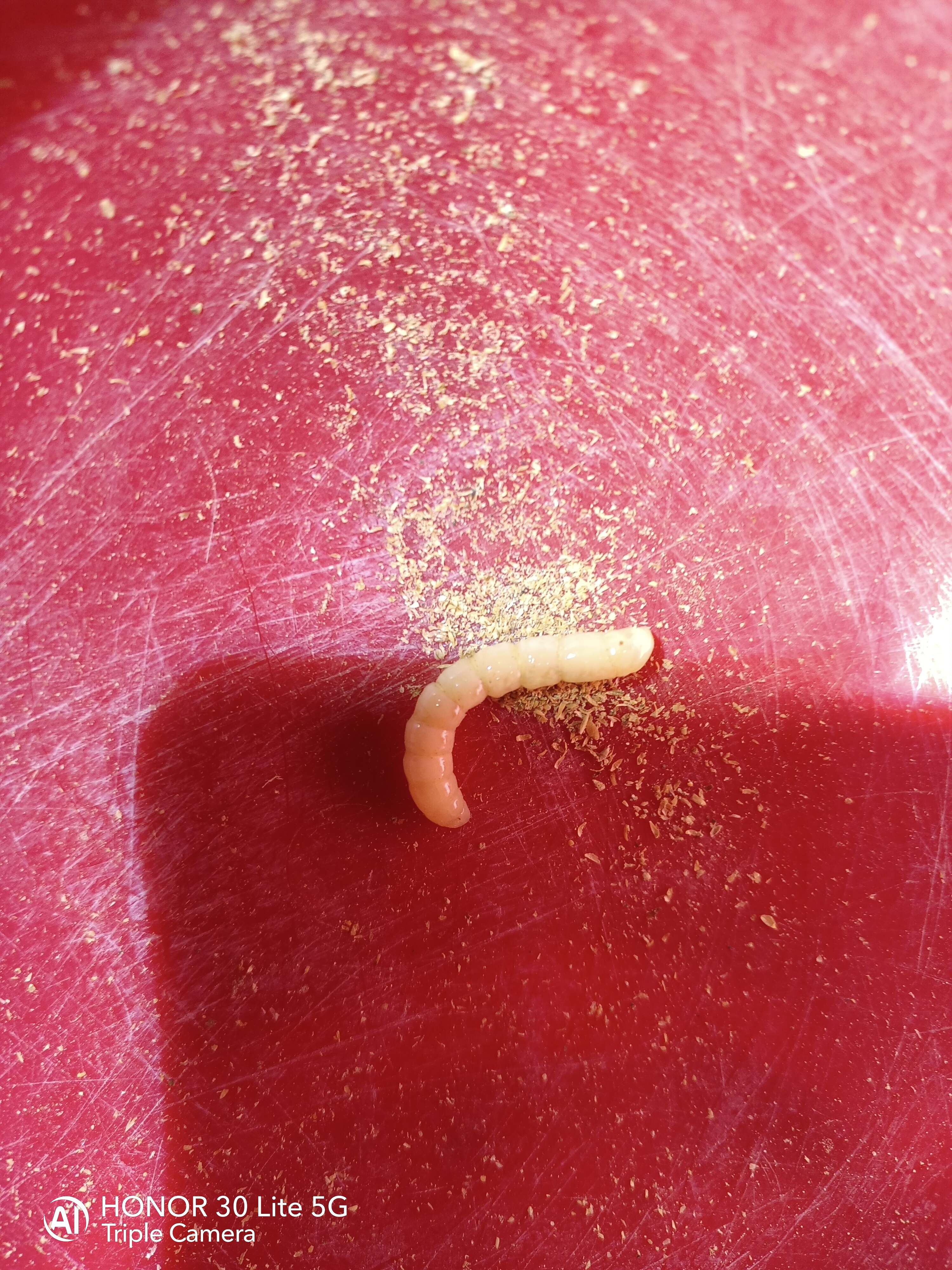 万能百度我想知道这个是什么虫子,身似白玉,没有足,用紫外灯照射能