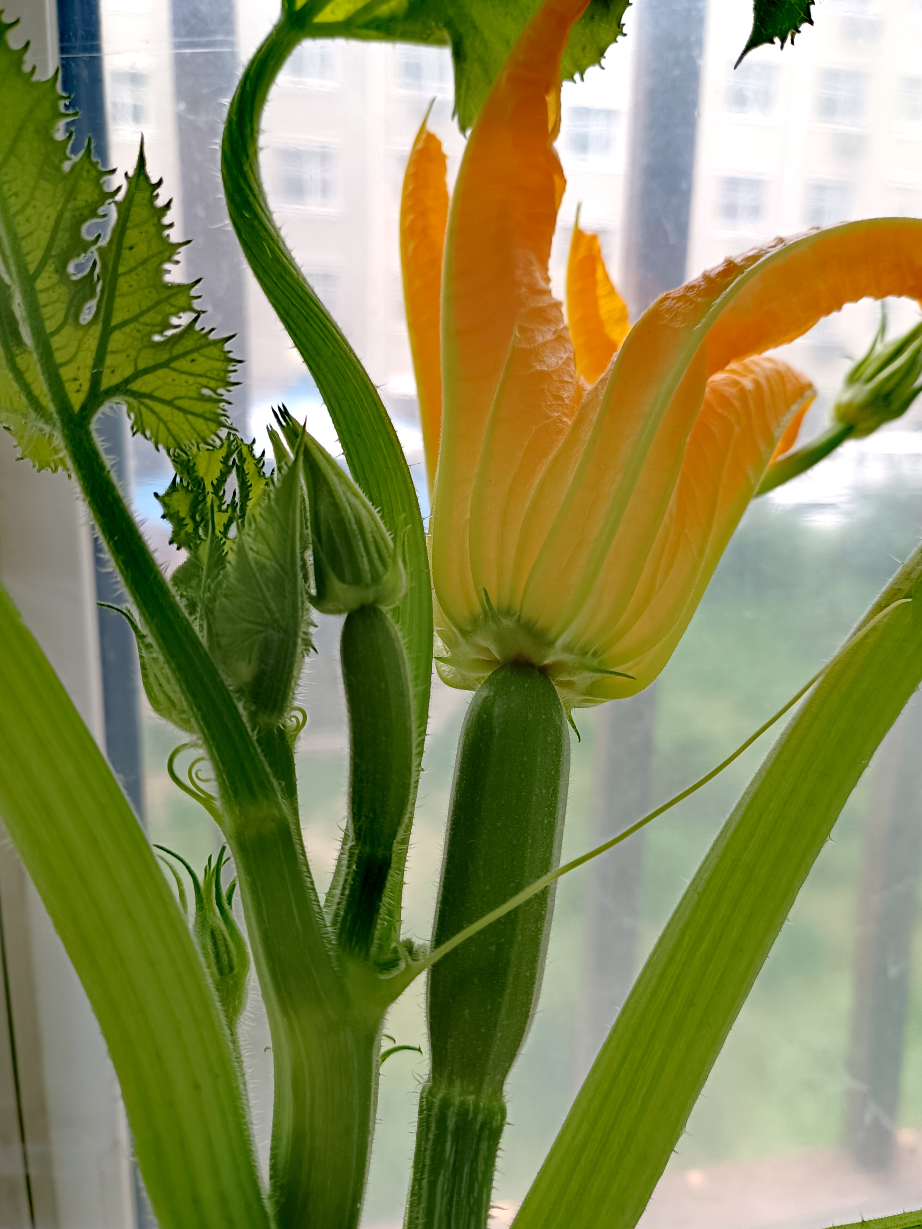 98你有没有注意到那些还未完全开放的西葫芦花蕾?