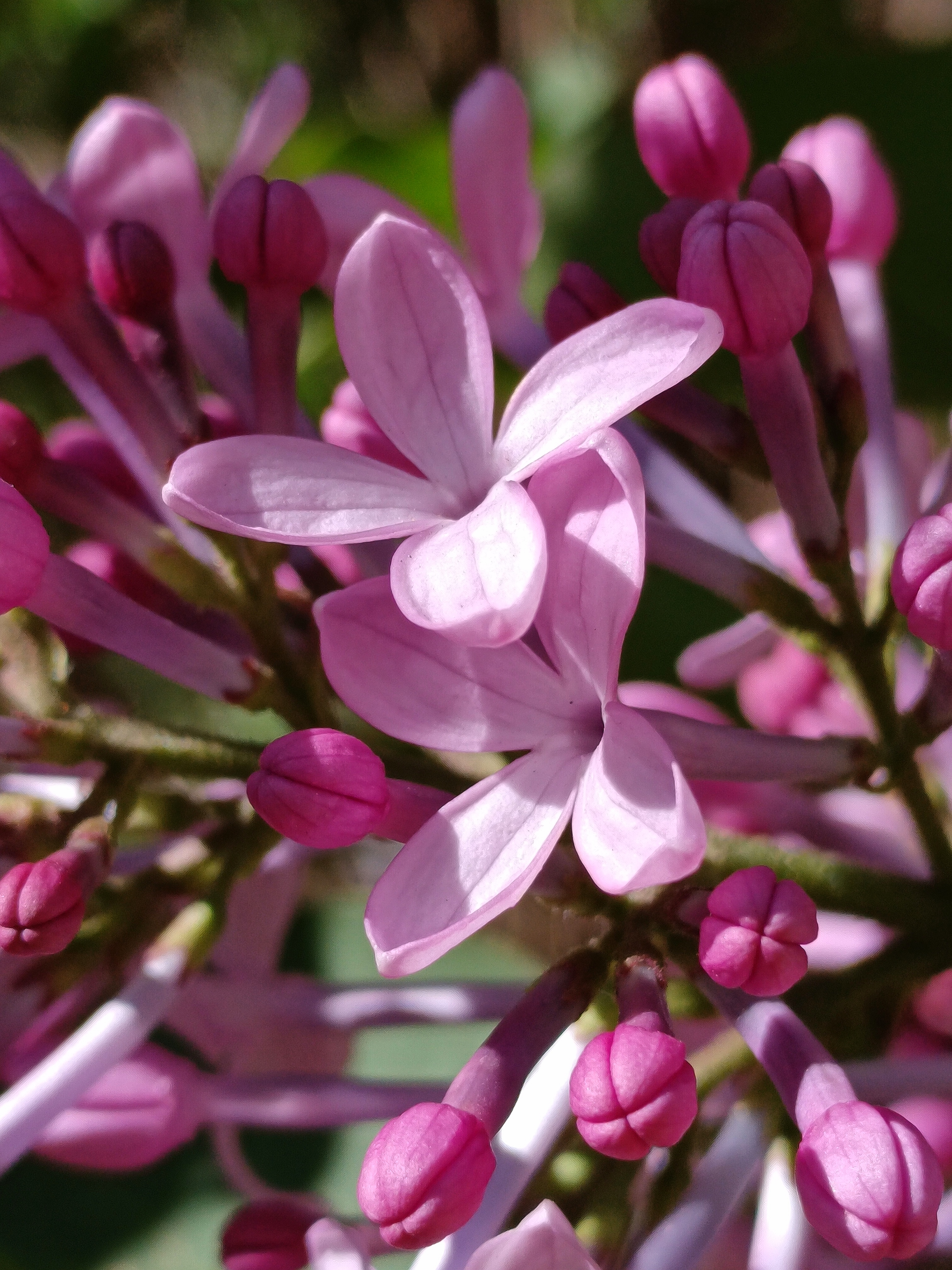 (原创照片) #丁香花# #摄影# #手机摄影# #身边的植物#  #花# #春日