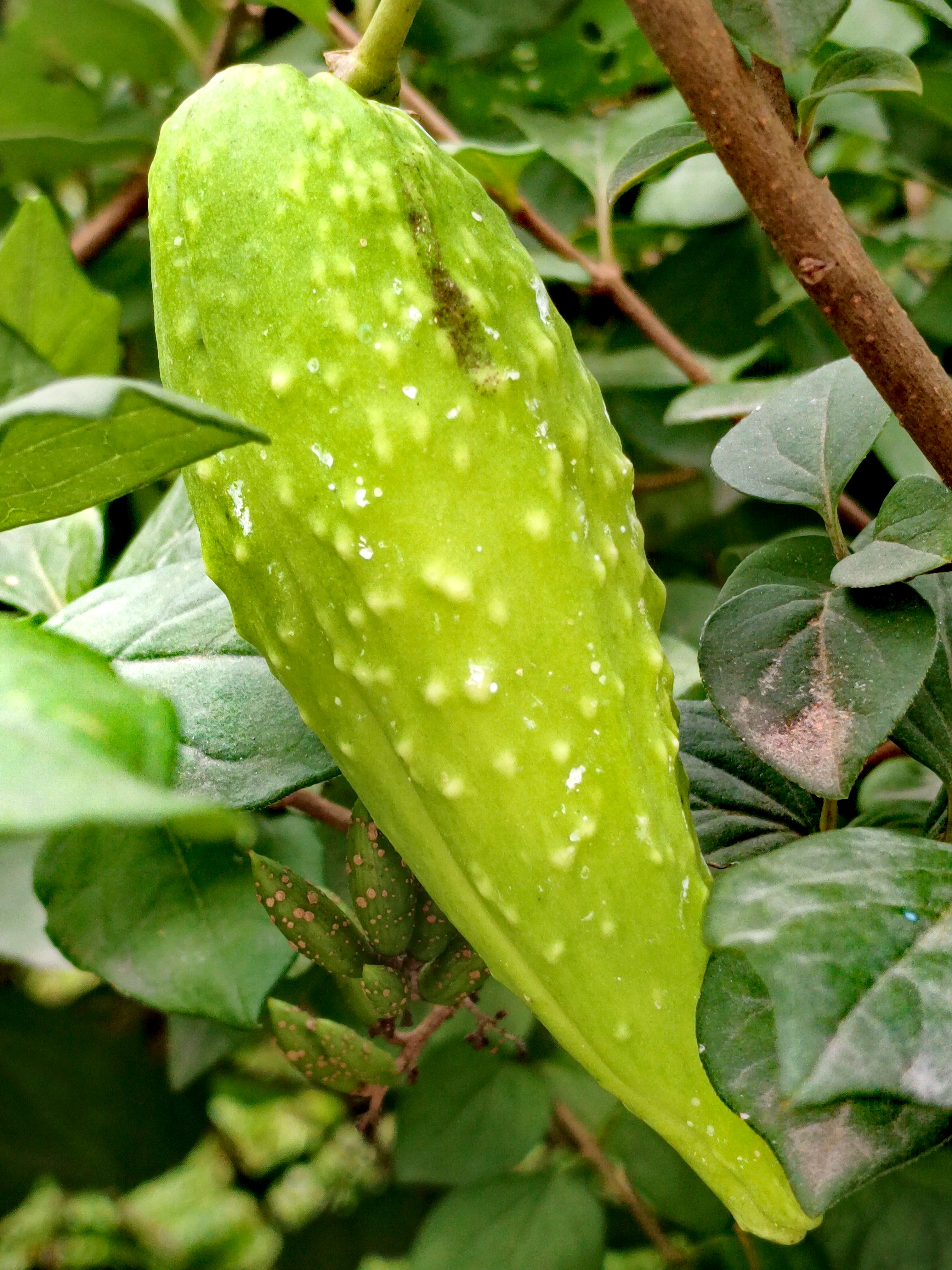 在中医里,萝藦也被称为羊角菜,其味甘,性平,具有很好的药用价值.